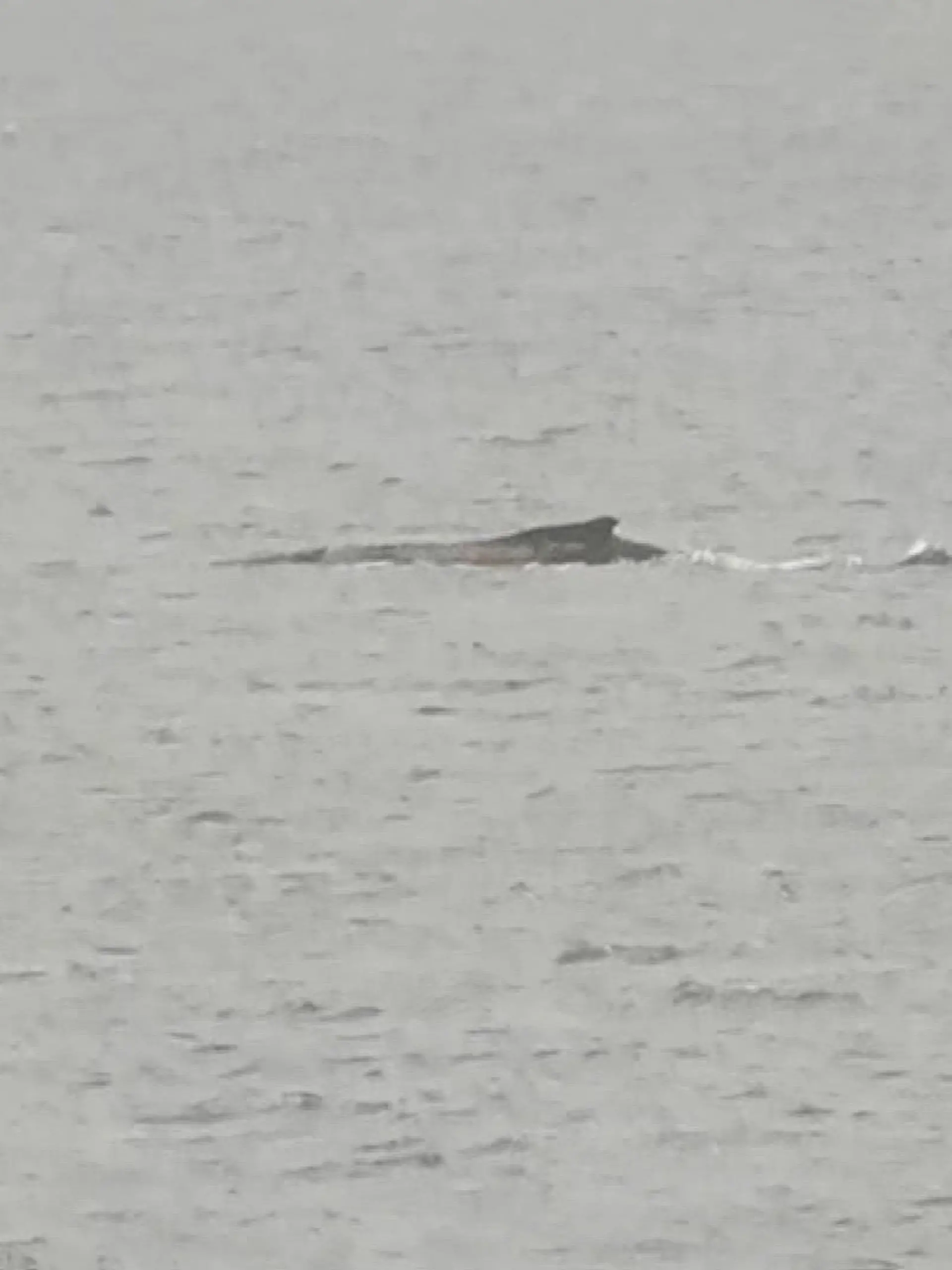 Nach tagelangem Krimi schwimmt der Wal in der Bucht vor Wismar umher.