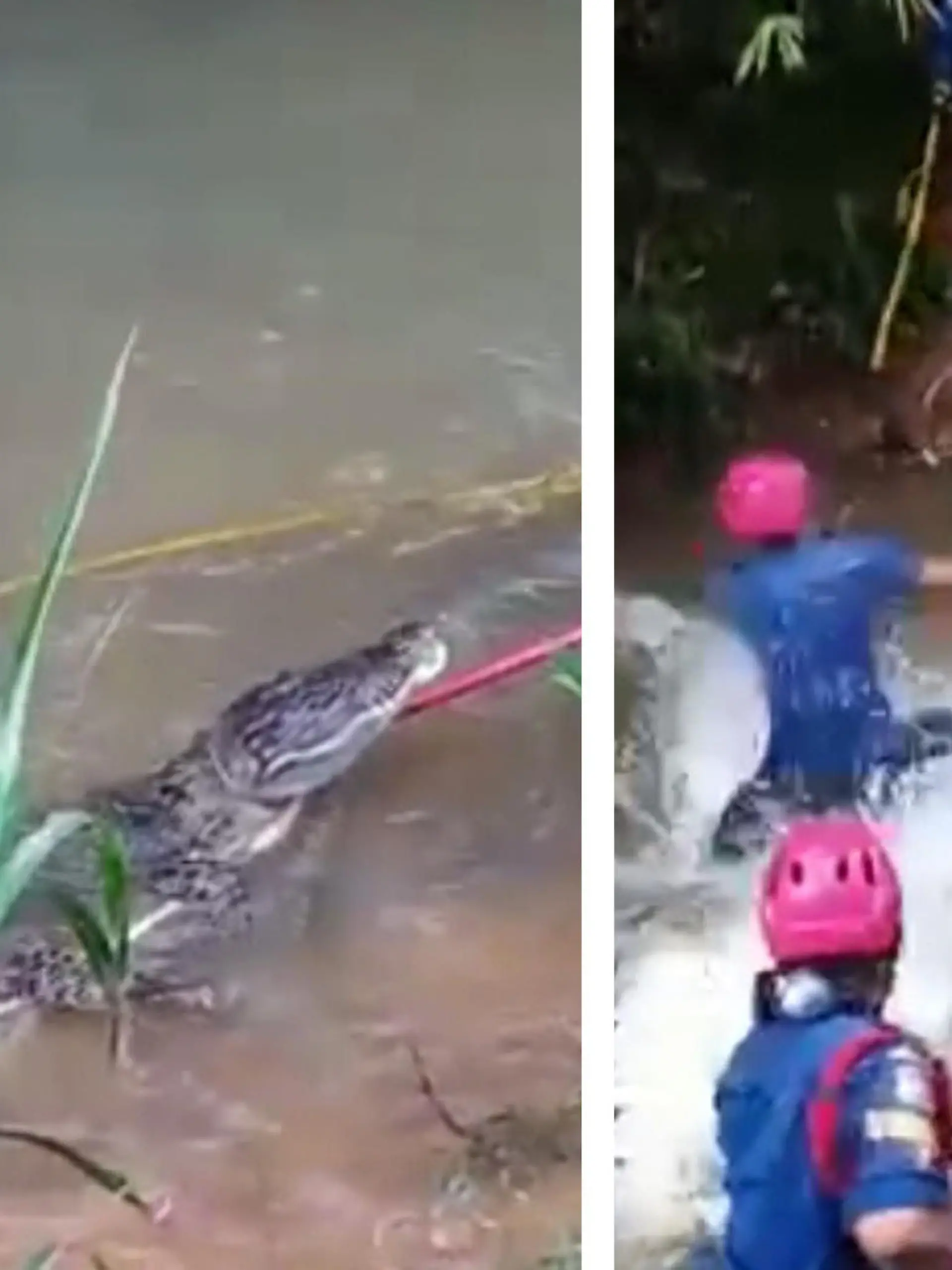Anwohner haben im angrenzenden Fluss ein riesiges Krokodil entdeckt und daraufhin die Feuerwehr verständigt. Vor Ort ringen die Einsatzkräfte zwei Stunden mit dem gefährlichen Tier, bis sie die Gefahrensituation entschärfen können.