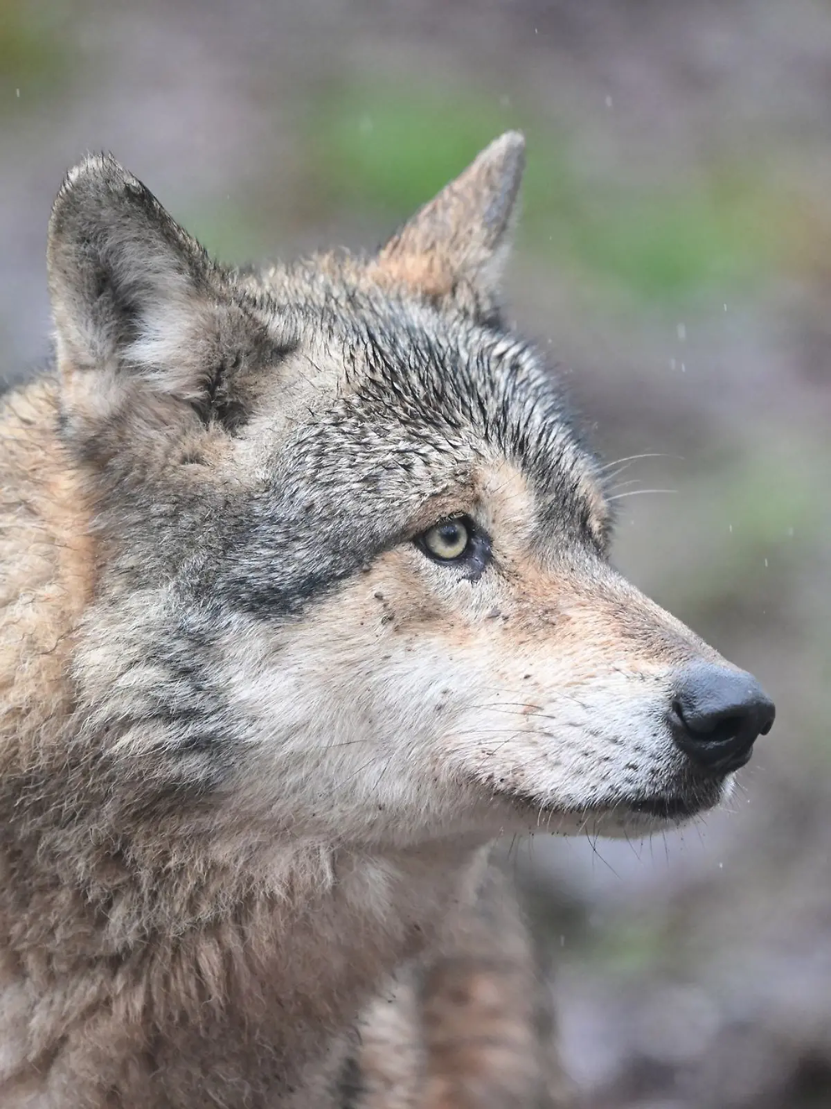 Ein Wolf verletzt eine Frau in der Einkaufsmeile Große Bergstraße. (Symbolbild)