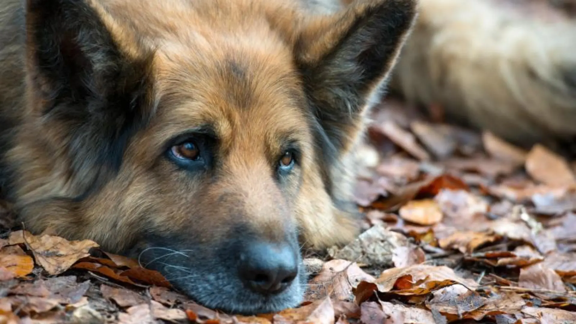 Ein Deutscher Schäferhund liegt auf dem Boden. Foto: Patrick Pleul/Archiv
