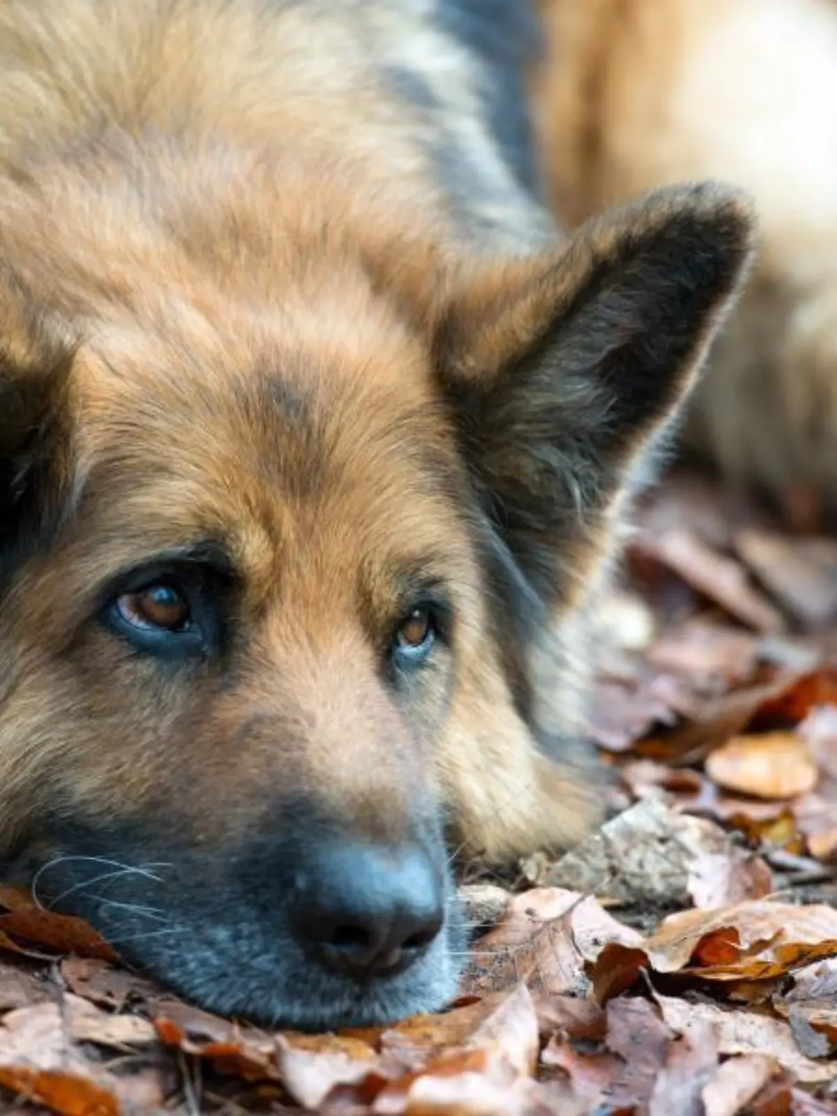 Ein Deutscher Schäferhund liegt auf dem Boden. Foto: Patrick Pleul/Archiv