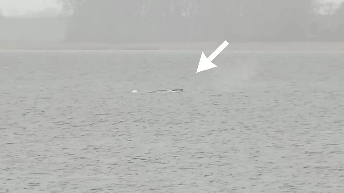 Timmy schwimmt wieder! RTL-Reporter entdecken den Wal in Bucht vor Wismar Fontänen in der Ostsee!