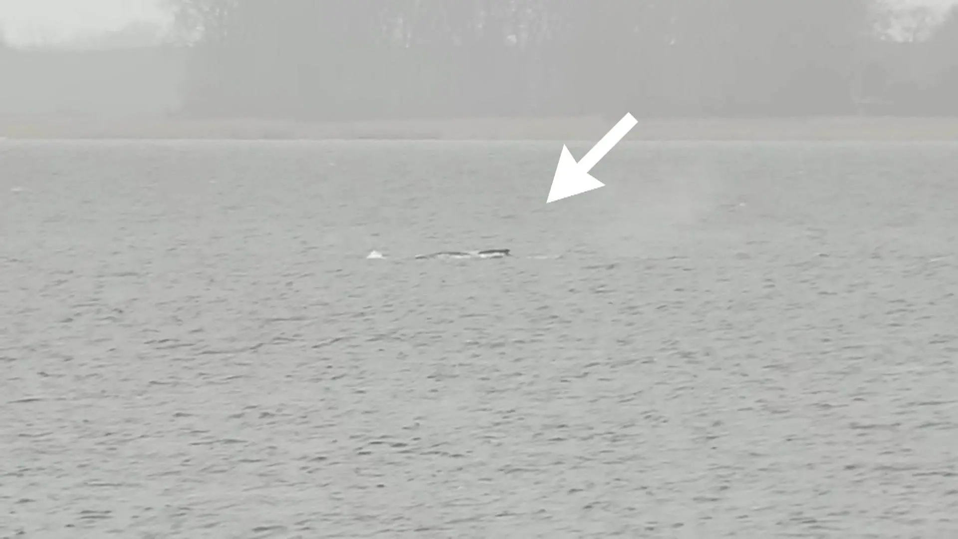 Timmy schwimmt wieder! RTL-Reporter entdecken den Wal in Bucht vor Wismar Fontänen in der Ostsee!