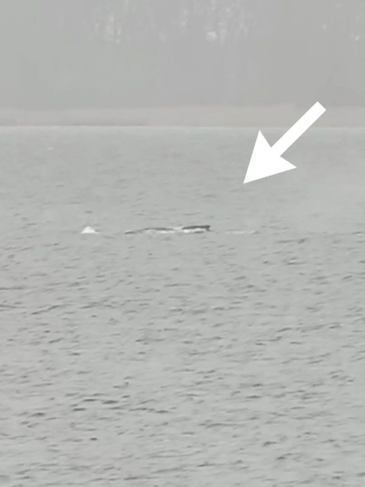 Bild zu: "Timmy schwimmt wieder! RTL-Reporter entdecken den Wal in Bucht vor Wismar"