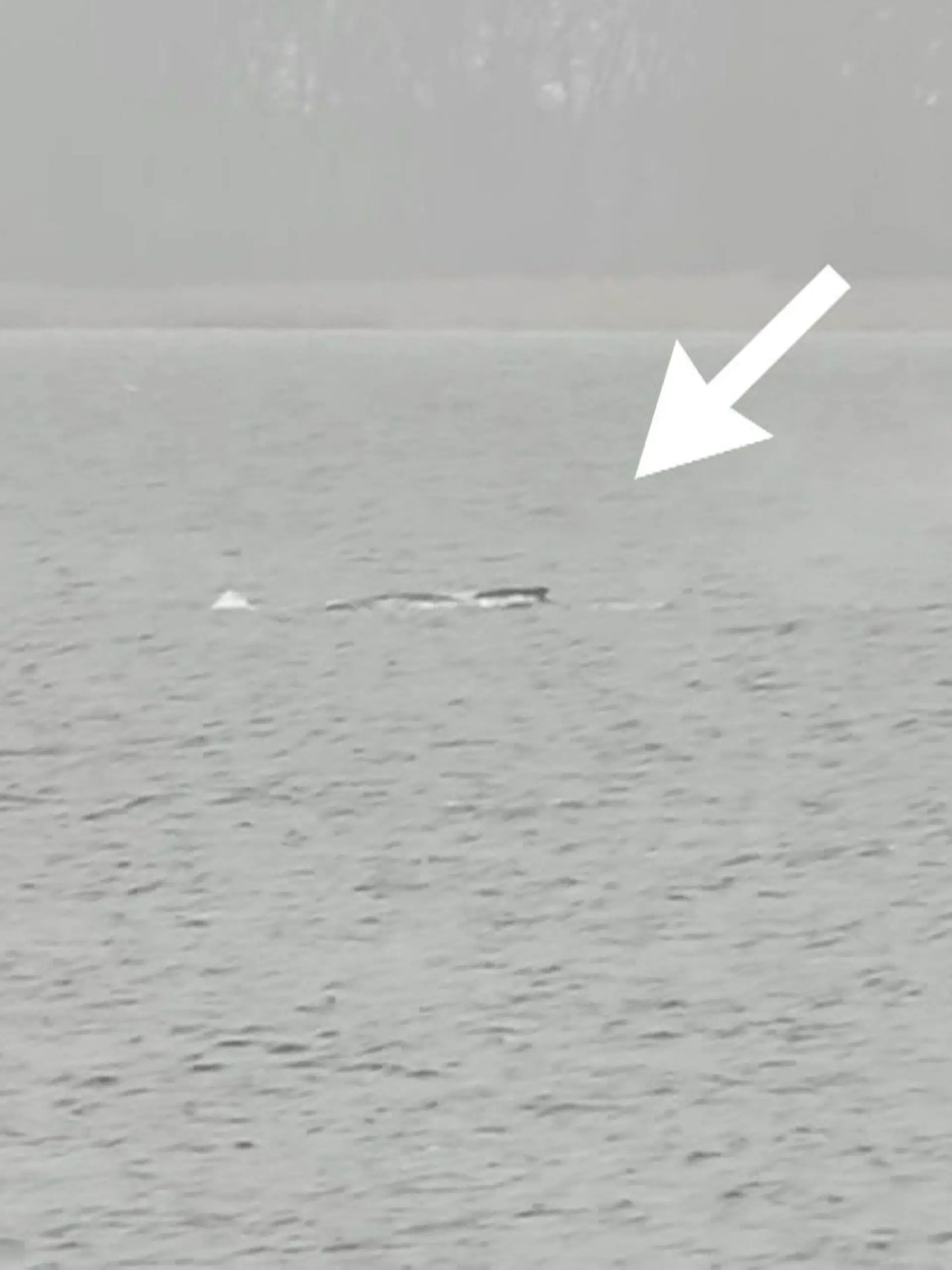 Bild zu: "Timmy schwimmt wieder! RTL-Reporter entdecken den Wal in Bucht vor Wismar"