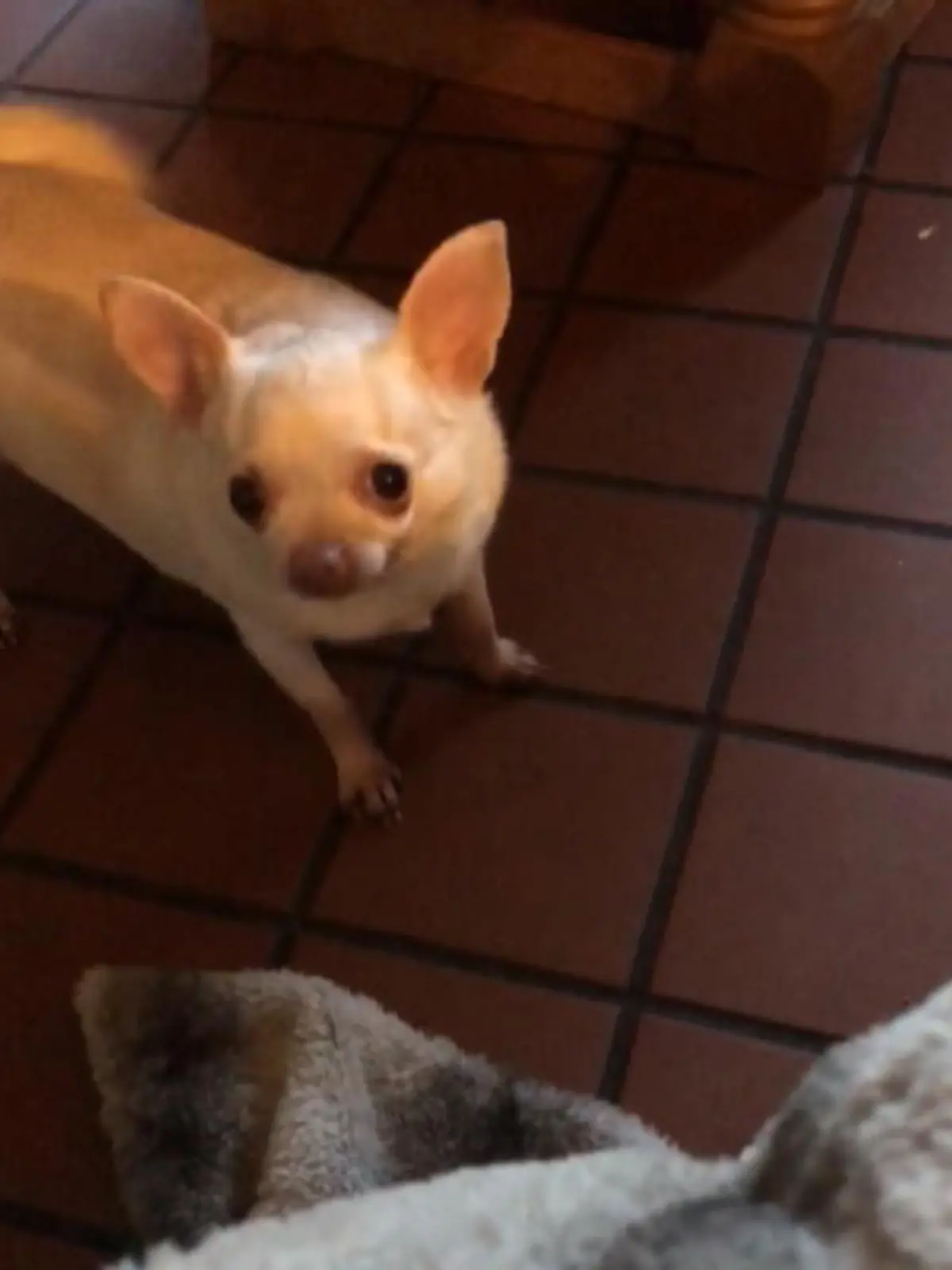 Dieser Hund scheint sprechen zu können!