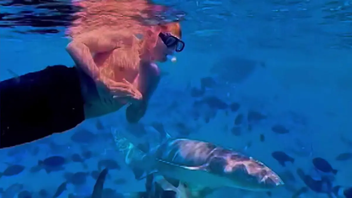 DSDS-Juror Dieter Bohlen wagt erneuten Raubfisch-Tauchgang  Nach Hai-Angriff 2007