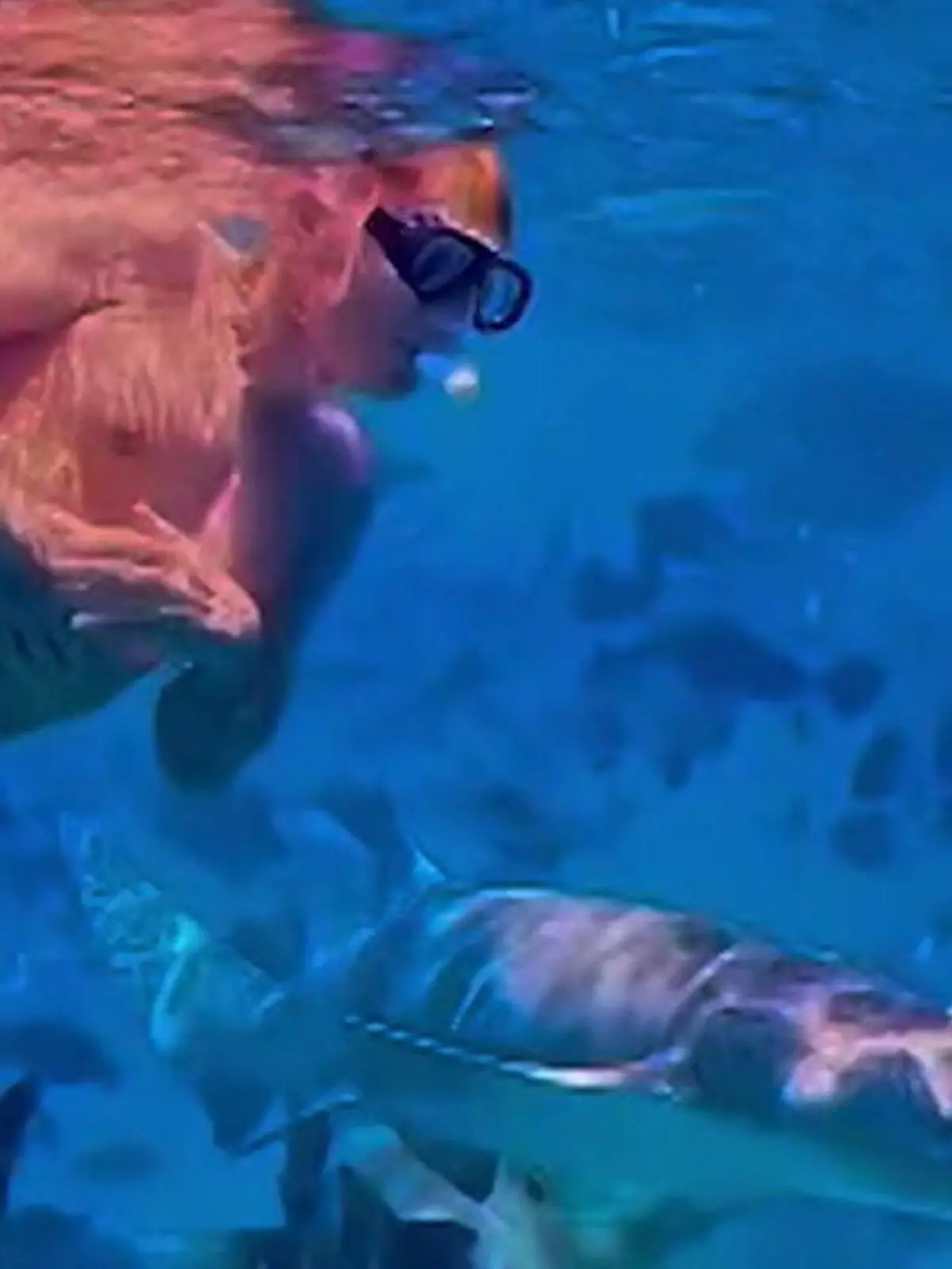 Bild zu: "DSDS-Juror Dieter Bohlen wagt erneuten Raubfisch-Tauchgang "