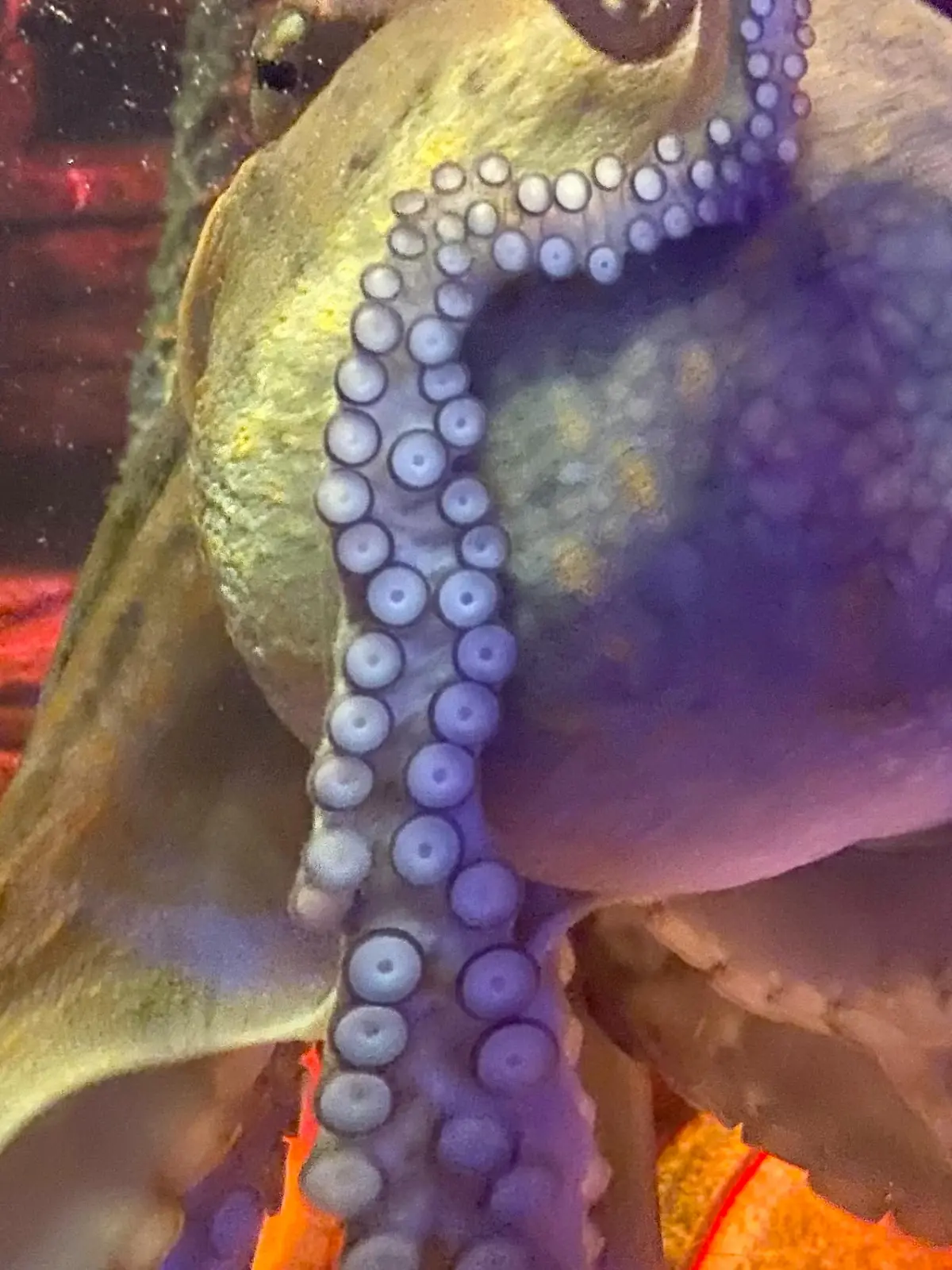 Bild zu: "Oktopus kann Schraubgläser öffnen"