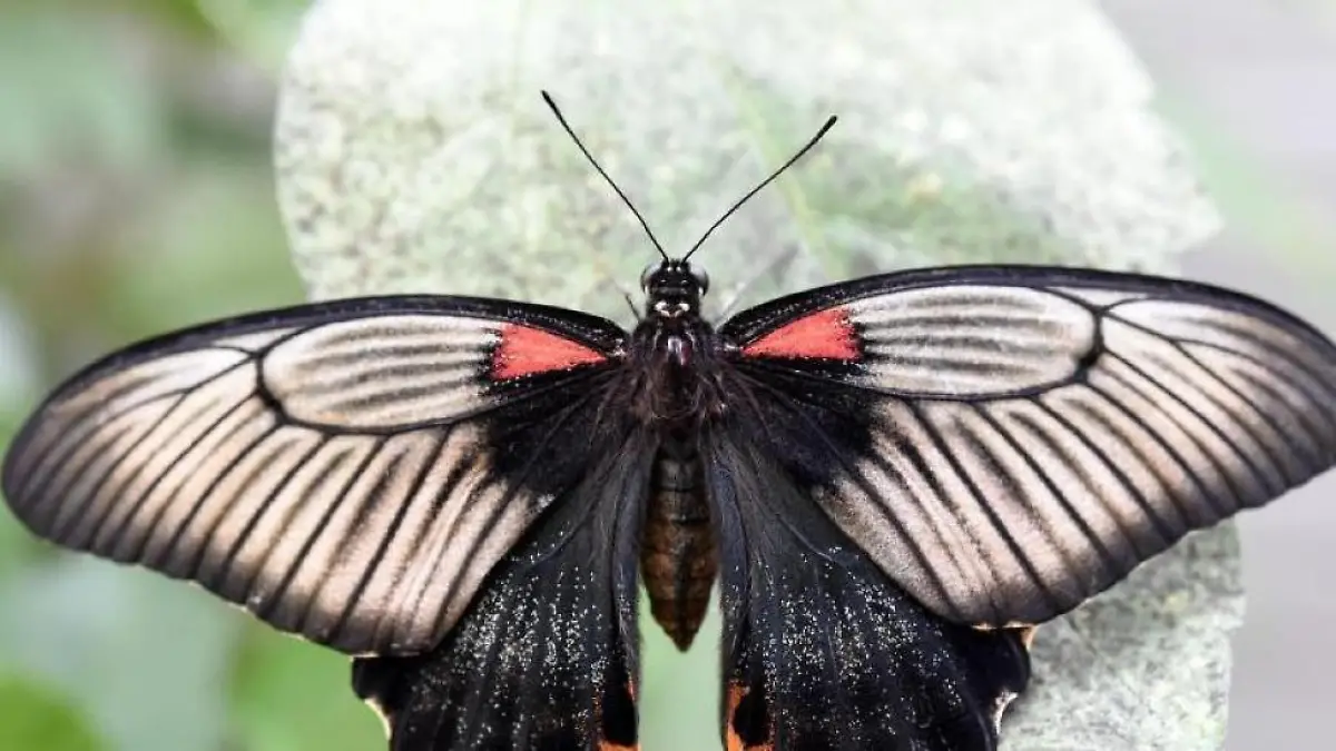 Raupe tarnt sich als Schlange um zu überleben Clevere Natur