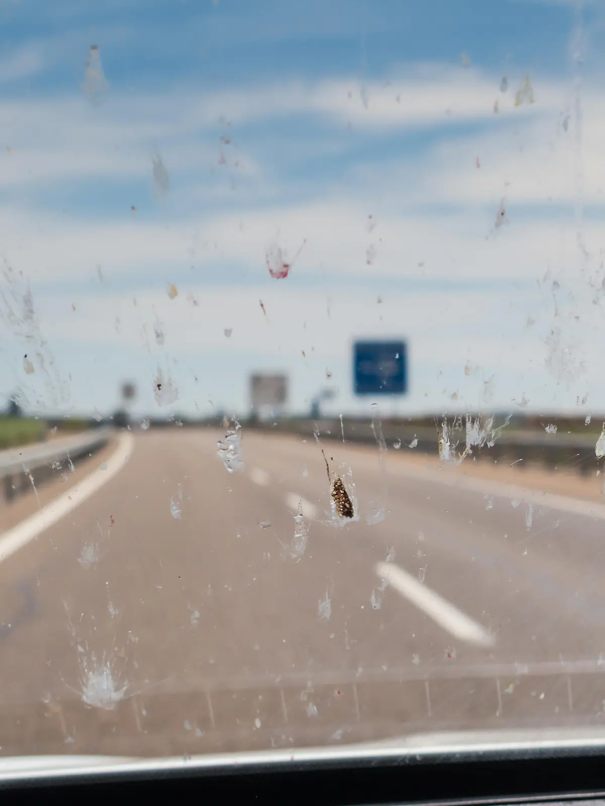 Tote Insekten auf der Autoscheibe
