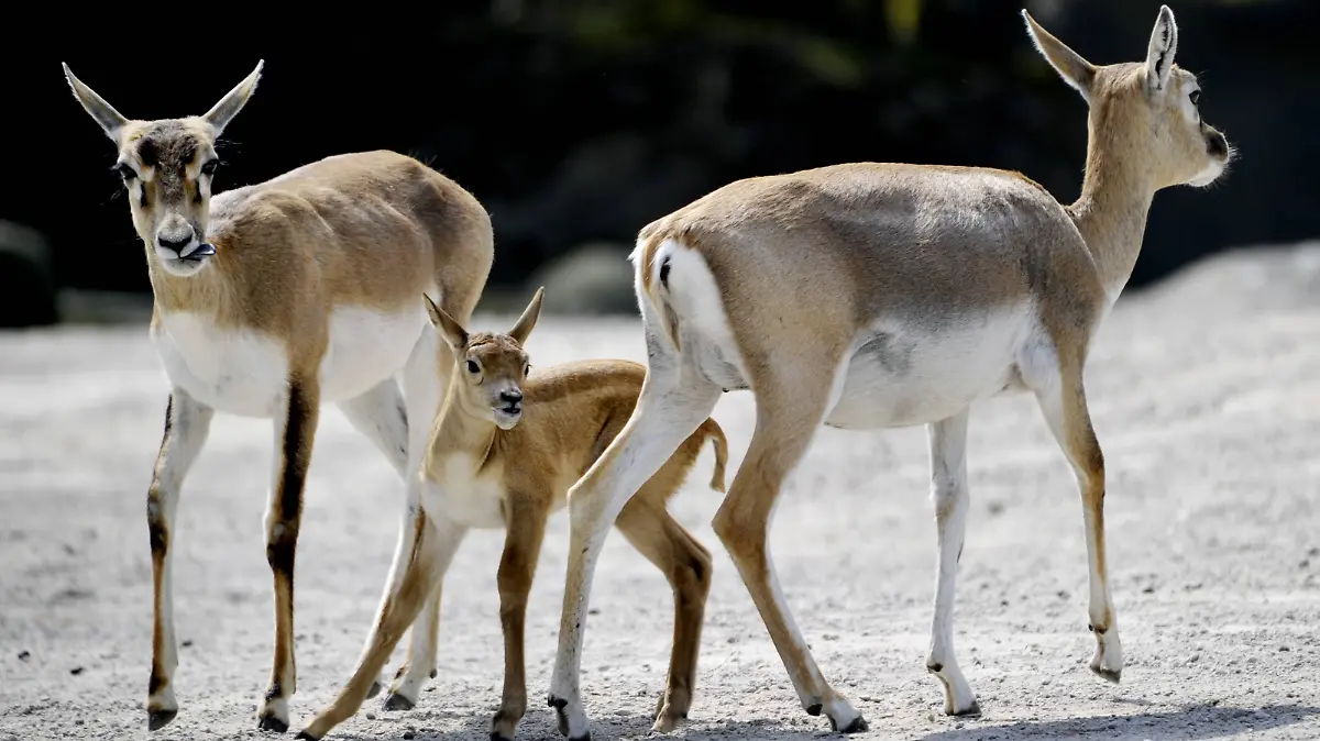 Hirschziegenantilope mit Junges im Tierpark Hagenbeck in Hamburg 24. 04. 2013