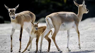 Erschossene Antilope im Zoo in Wien: PETA bietet 1000 Euro Belohnung für Hinweise