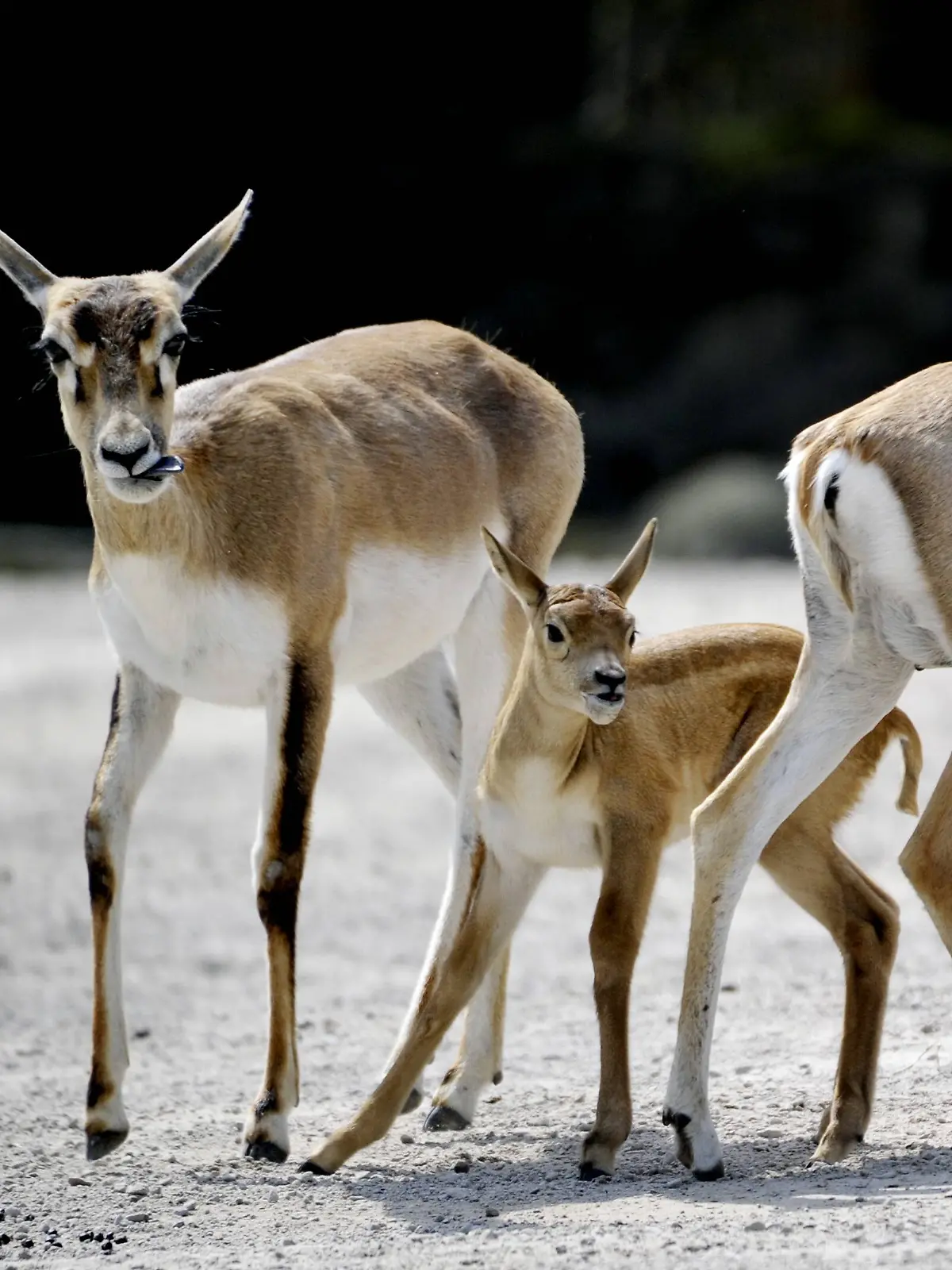 Hirschziegenantilope mit Junges im Tierpark Hagenbeck in Hamburg 24. 04. 2013