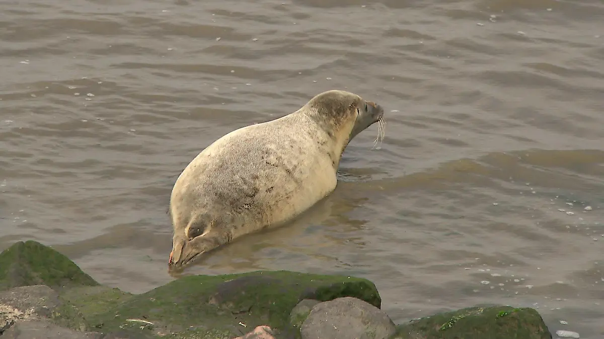 Der tierische Instinkt wird Lønne, der fast sein ganzes Leben in der Seehundstation verbracht hat, in der Nordsee helfen, Nahrung und auch Artgenossen zu finden, wie Tierärztin Ulrike Meinfelder im RTL Nord-Interview erklärte.