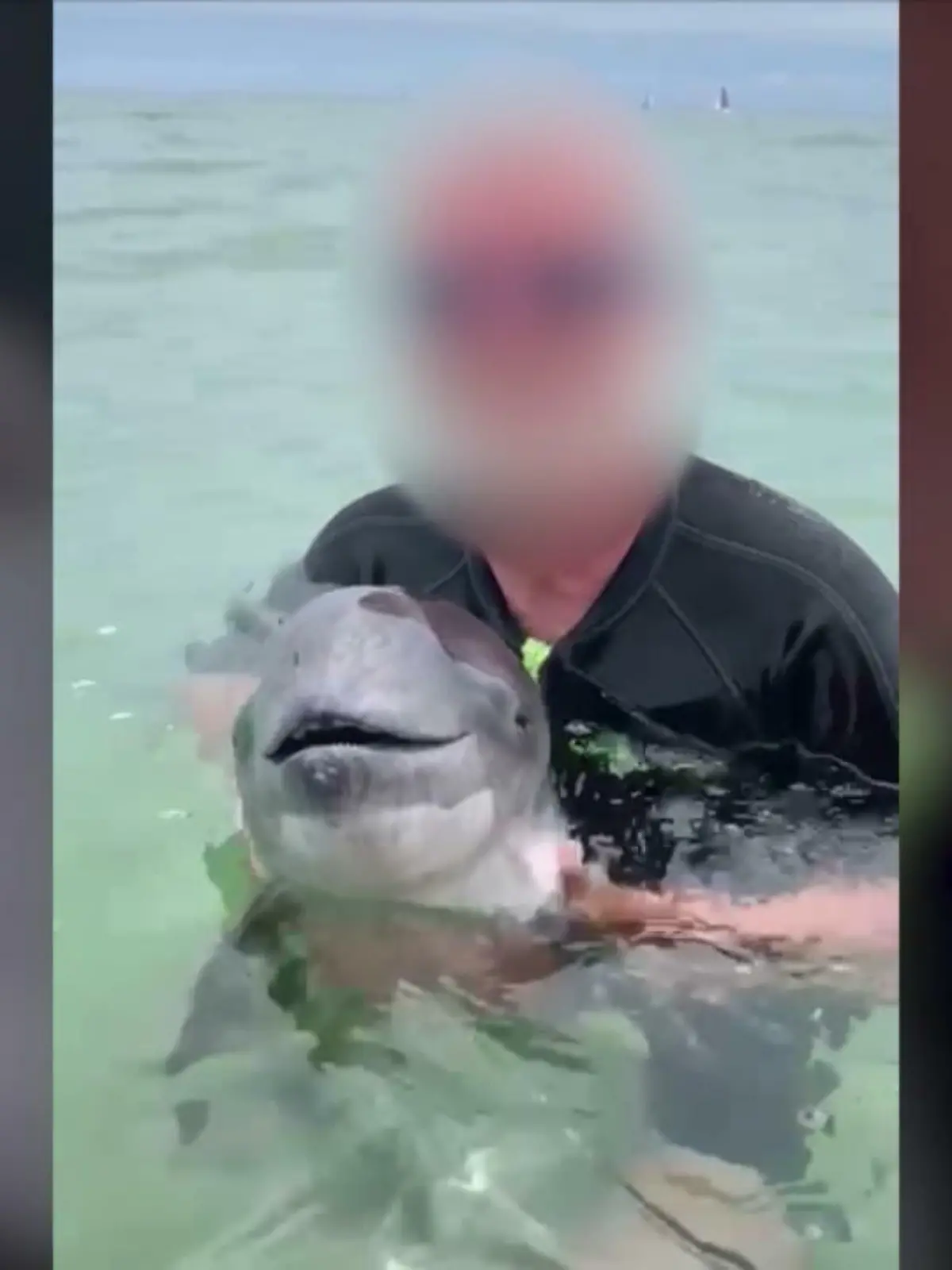 Bild zu: "Schweinswal verendet in der Ostsee"