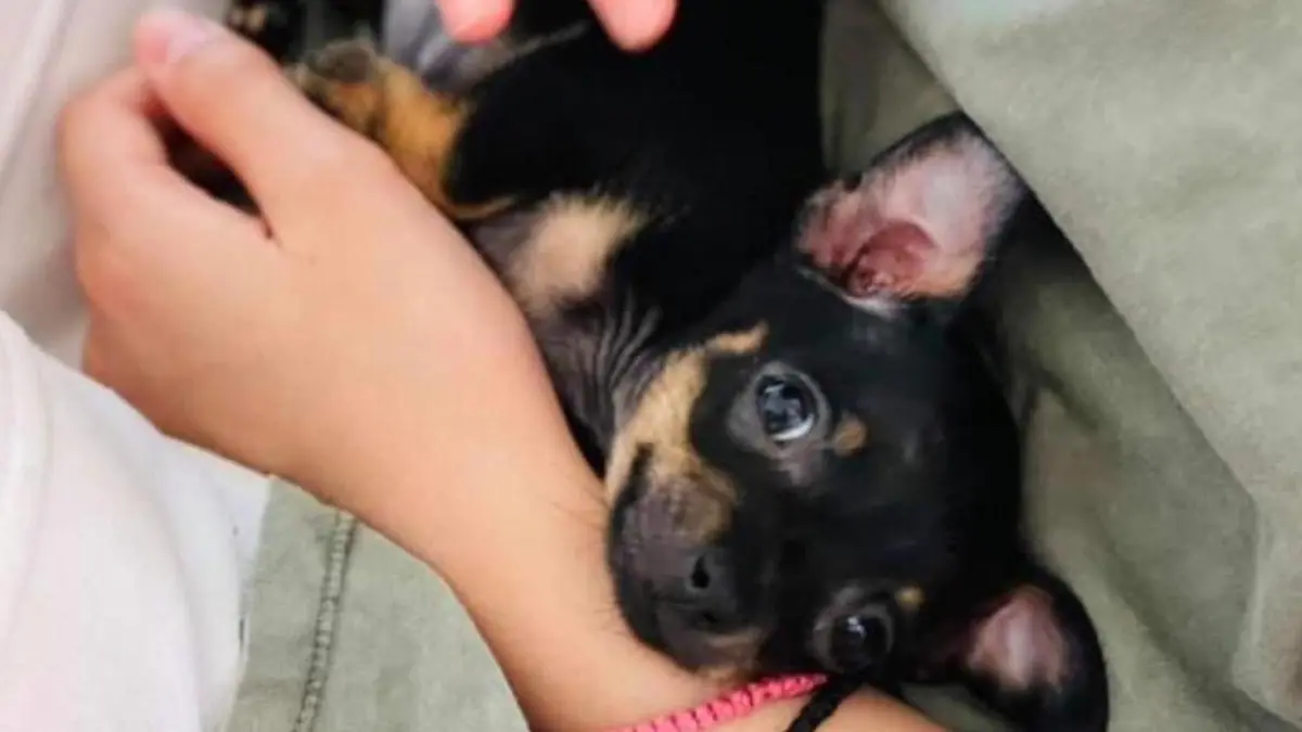 Der Toy-Pinscher Freddy aus der Schweiz soll am Wochenende eingeschläfert werden, obwohl er eigentlich kerngesund ist.