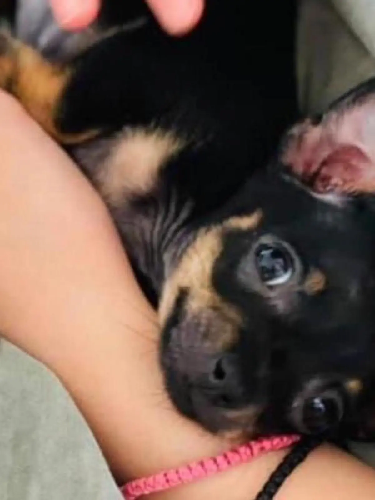Der Toy-Pinscher Freddy aus der Schweiz soll am Wochenende eingeschläfert werden, obwohl er eigentlich kerngesund ist.