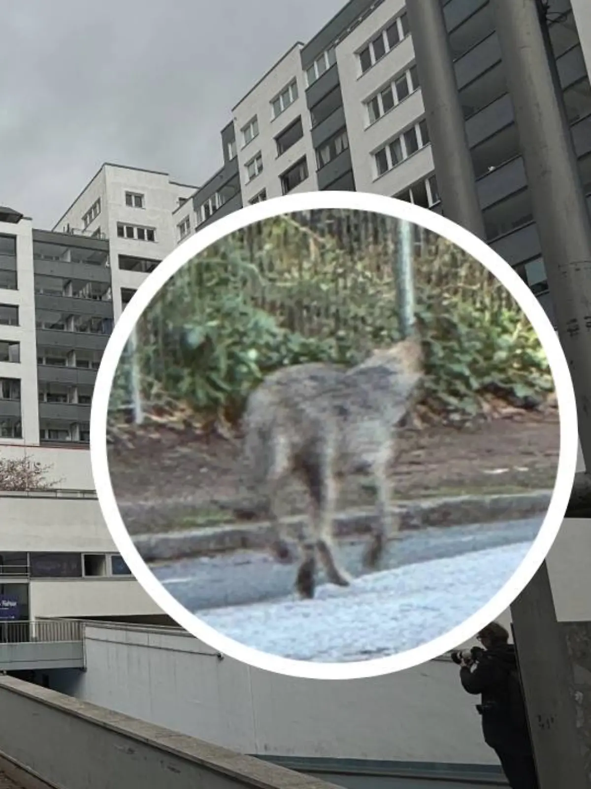 In Hamburg-Altona fällt am Montagabend (30. März) ein Wolf eine Passantin an.