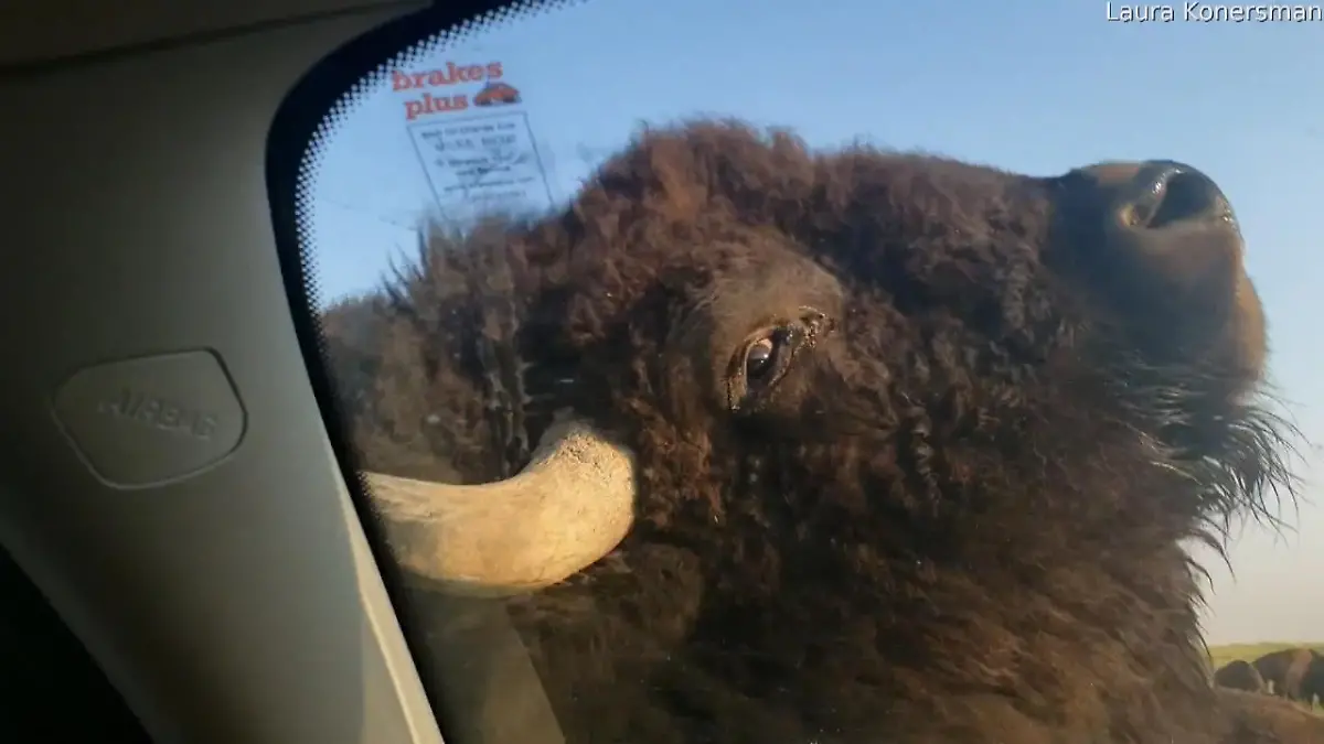 Bison bietet Autowasch-Service Entrepreneur in der Prärie