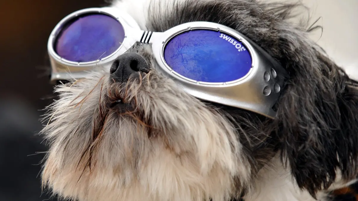 ARCHIV - Lini, ein Shih Tzu, trägt am 06.06.2009 beim Festival für Hundefreunde "h.und" auf Schloss Greifenberg (Oberbayern) eine Hundeschutzbrille. Der Hund ist schon lange vielen Deutschen liebstes Kind. Für Bello & Co. wird aber auch immer mehr Geld ausgegeben und das für teuren Schnickschnack, der nicht immer artgerecht sein muss. Das Geschäft mit der Tierliebe ist lukrativ und das Angebot schier grenzenlos. Foto: Volker Dornberger dpa (zu dpa-Korr "Nagellack und Sonnenbrille für den Hund" vom 27.07.2009) +++(c) dpa - Bildfunk+++