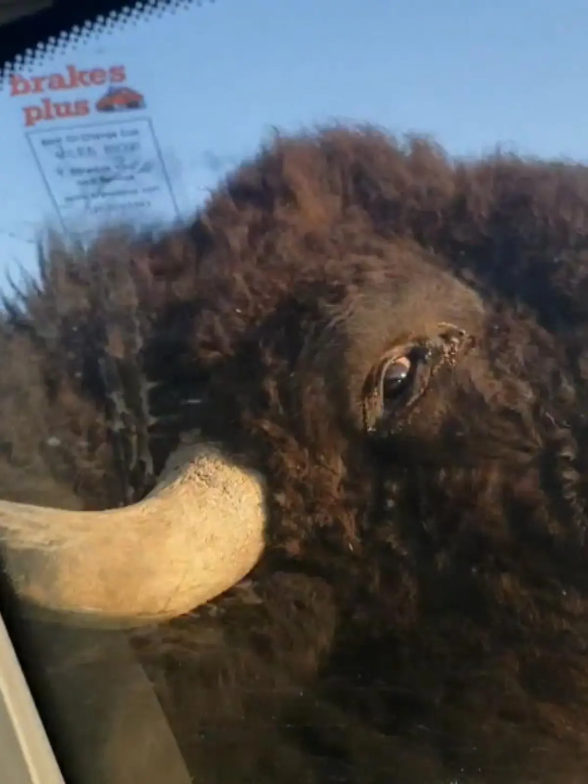 Bild zu: "Bison bietet Car-Wash-Service"