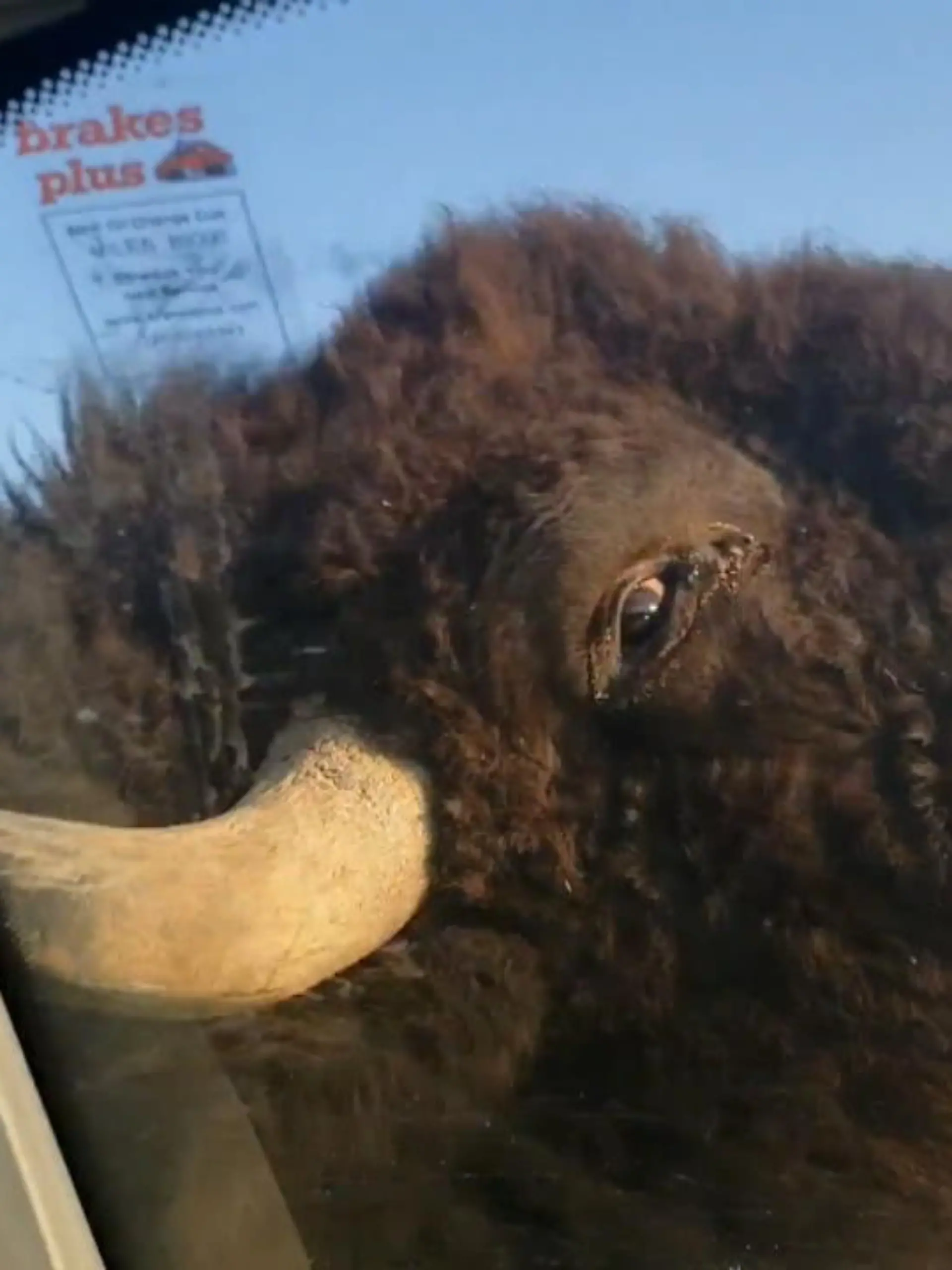 Bild zu: "Bison bietet Car-Wash-Service"