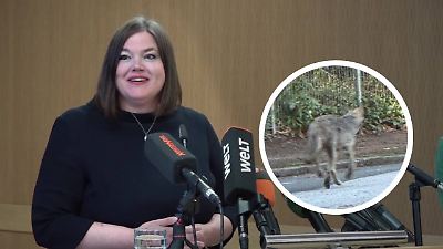 Hamburg: „Problem-Wolf” kommt in Wildtierstation
