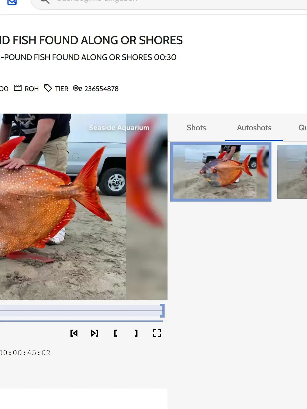 Mondfisch, Mann