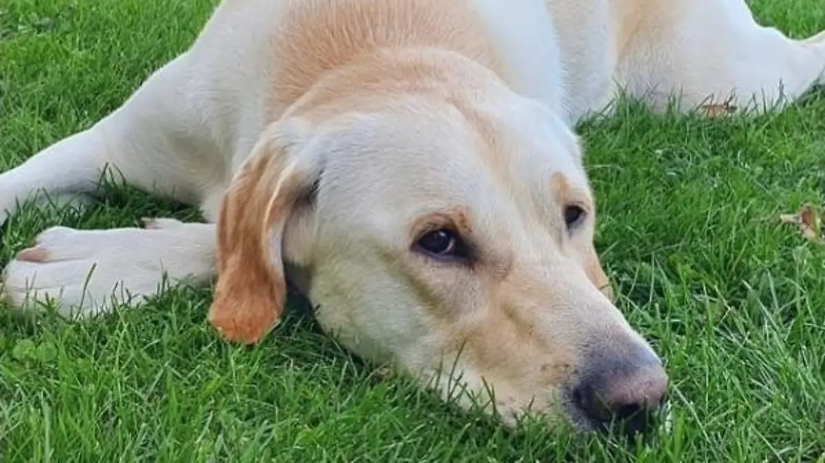 Mendig: Entführter Hund Marley wieder aufgetaucht