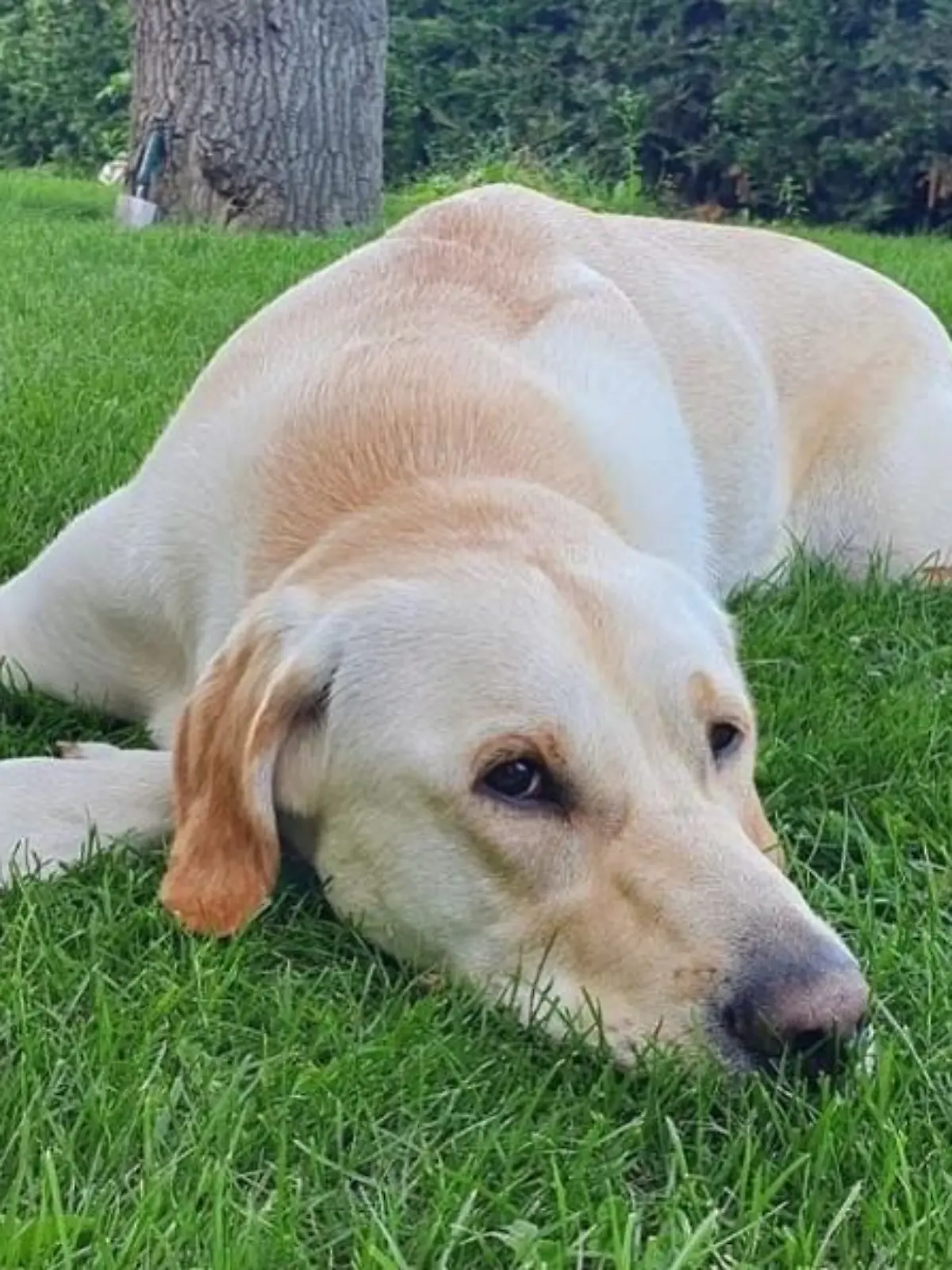 Mendig: Entführter Hund Marley wieder aufgetaucht