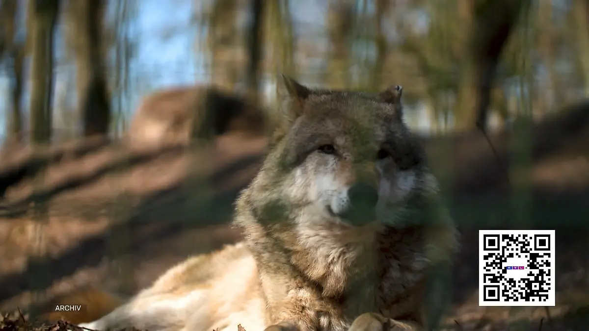Wolfsangriff mitten in der Hamburger City?! Wolf Angriff Einkaufszentrum