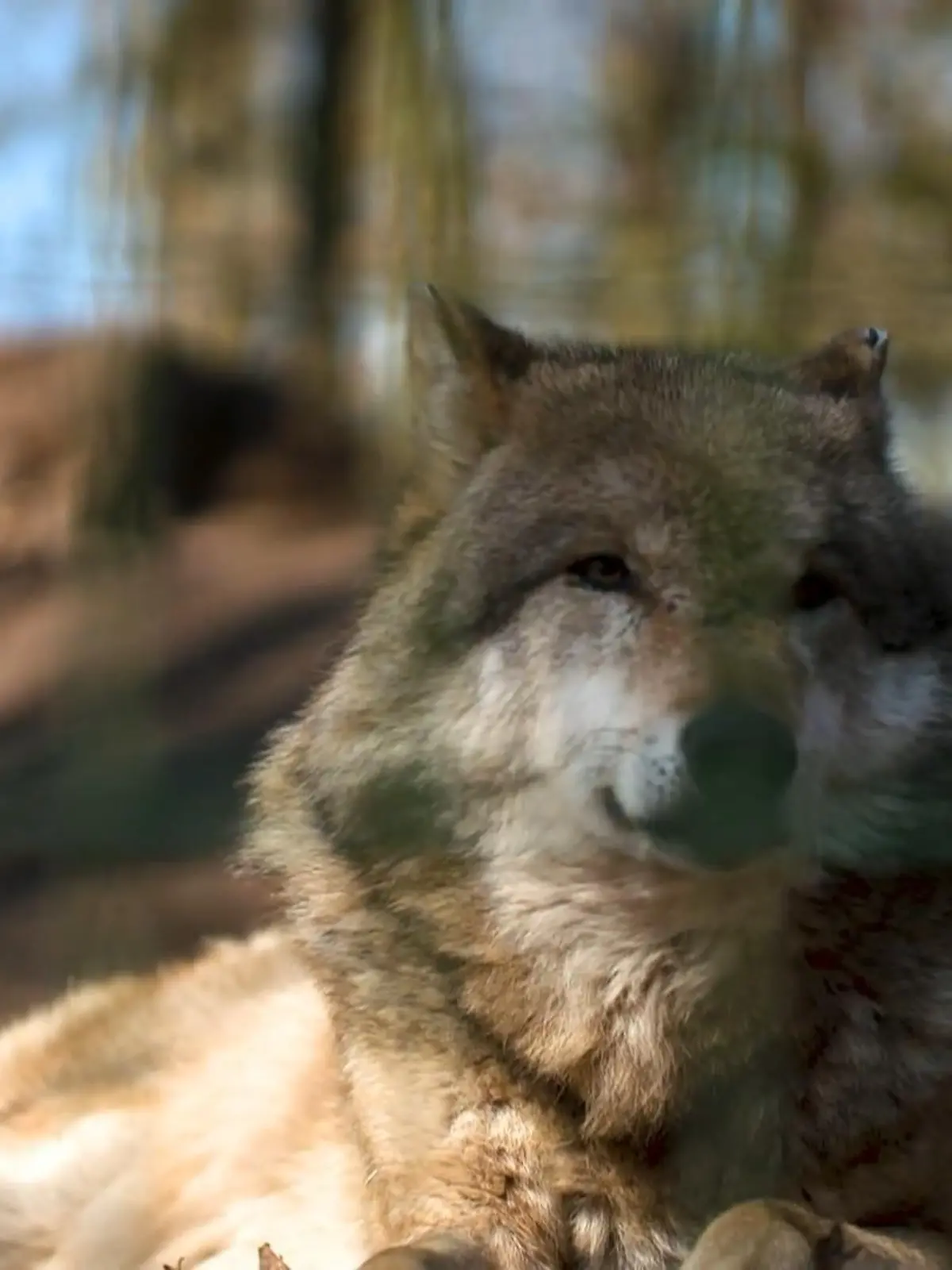 Bild zu: "Wolfsangriff mitten in der Hamburger City?!"