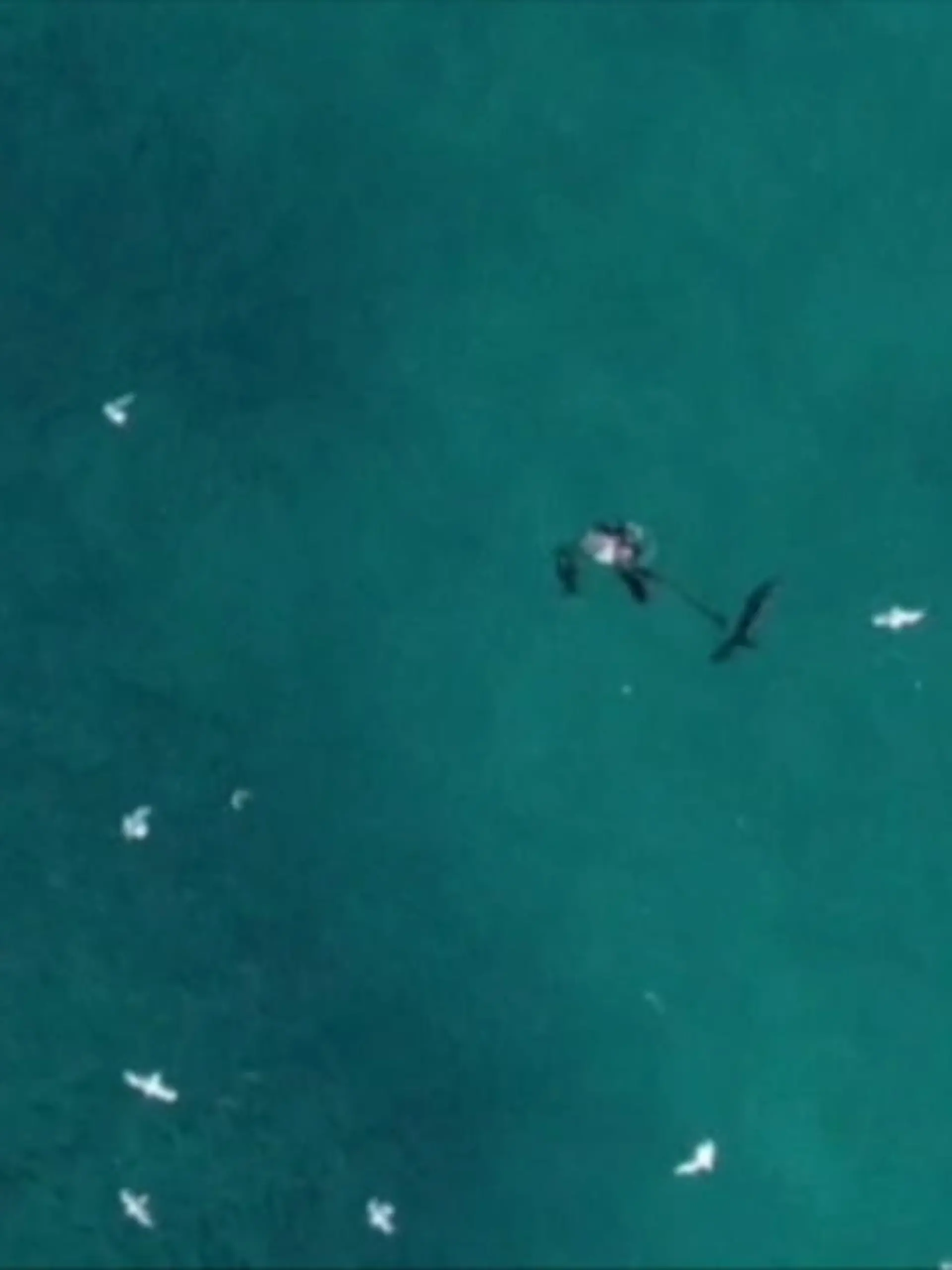 Bild zu: "Hai greift Taucher vor Sydney an"