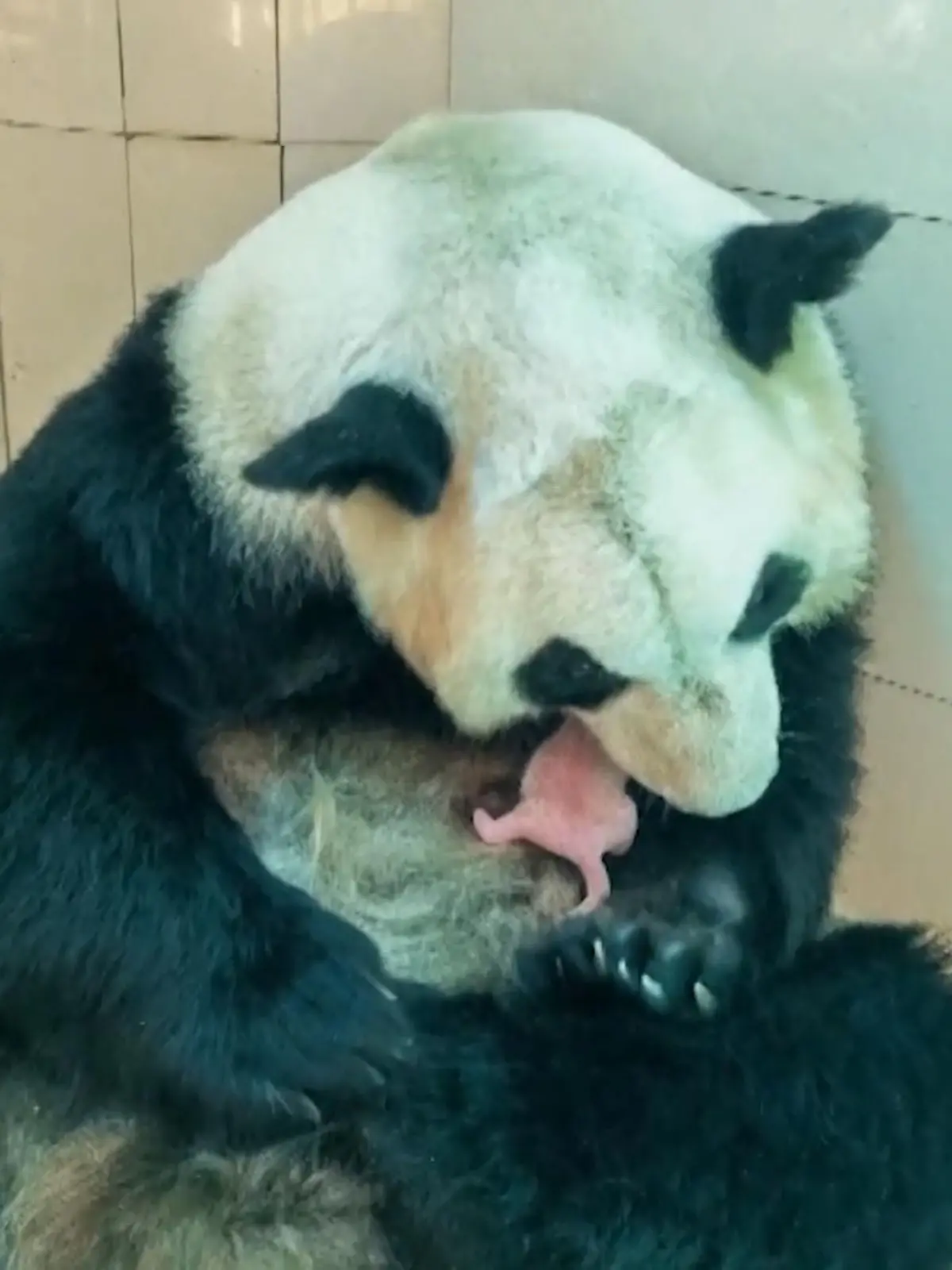 Bild zu: "Hier kommen zwei Pandas zur Welt"