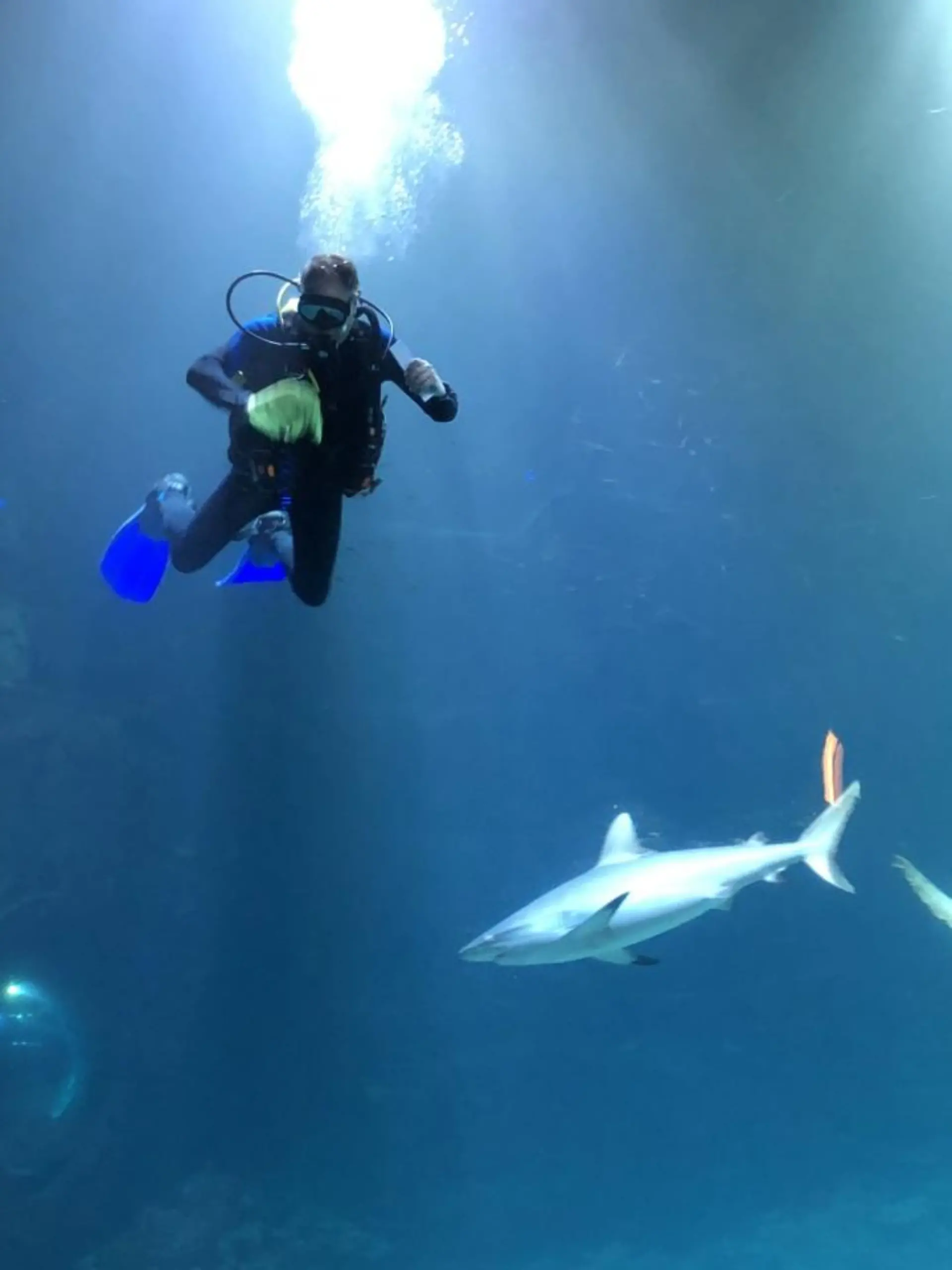 Ein Tierpfleger geht im Aquarium im Tierpark Hagenbeck auf Tauchstation – zu den Haien.