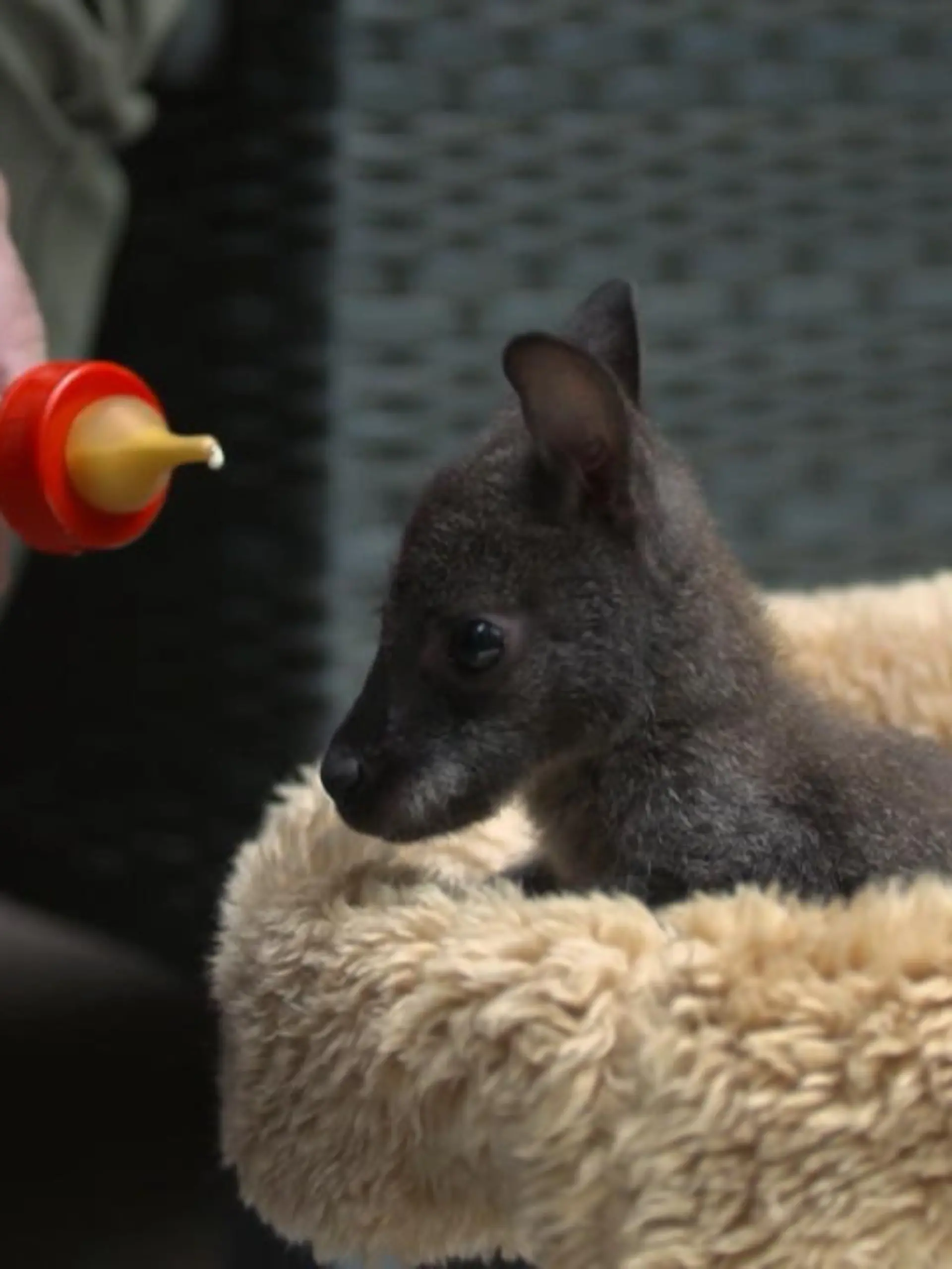 Bild zu: "Zoodirektor zieht Känguru-Baby groß"