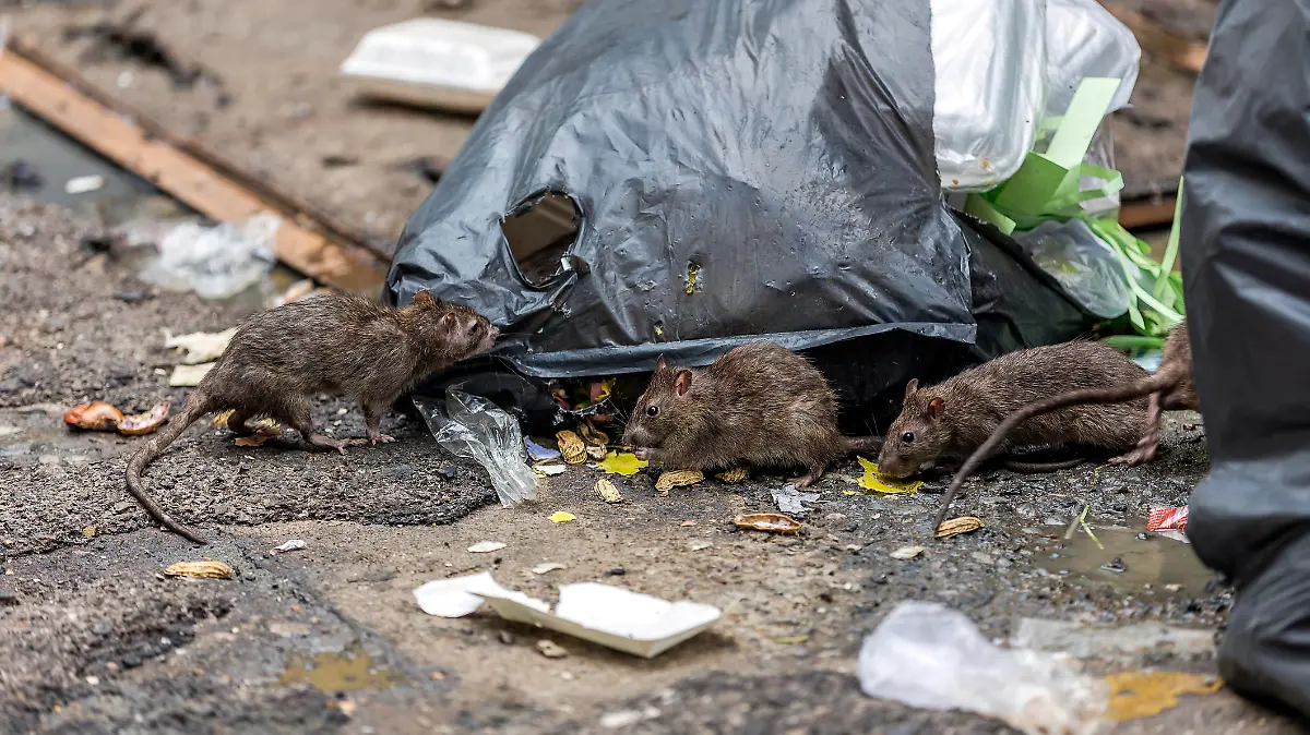 Ratten an Müllsäcken.