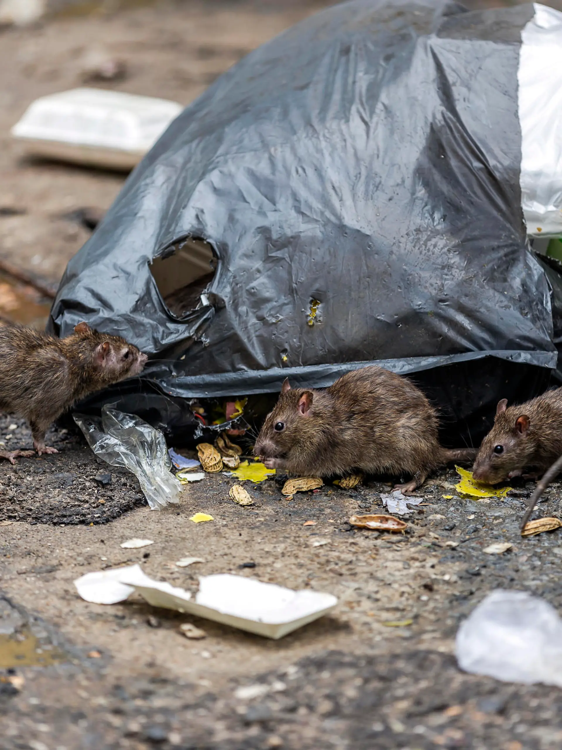Ratten an Müllsäcken.
