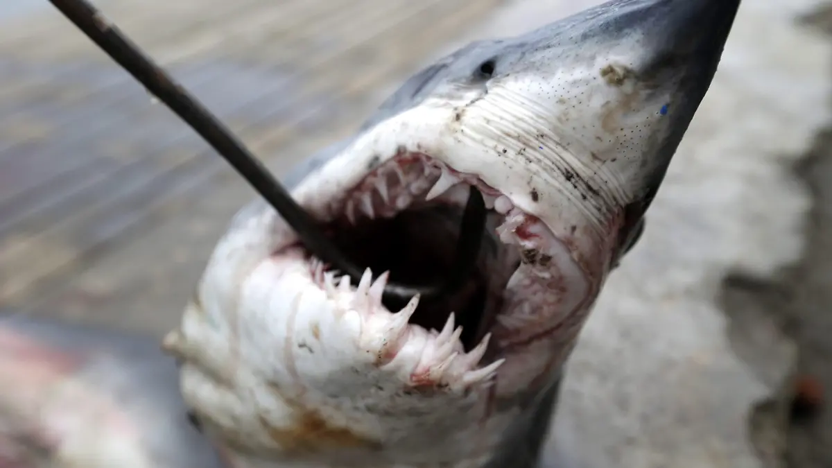 ARCHIV - 14.09.2014, Indonesien, Banda Aceh: Ein Babyhai wird auf eine Rikscha geschleppt, um ihn zum Fischmarkt in Banda Aceh, Indonesien, zu transportieren. (zu dpa «WWF: EU ist ein Zentrum im globalen Handel mit Haifischen») Foto: Hotli Simanjuntak/epa/dpa +++ dpa-Bildfunk +++