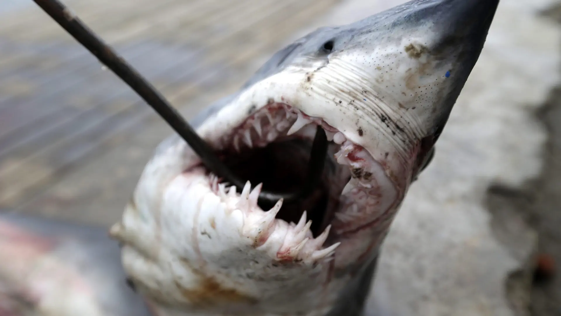 ARCHIV - 14.09.2014, Indonesien, Banda Aceh: Ein Babyhai wird auf eine Rikscha geschleppt, um ihn zum Fischmarkt in Banda Aceh, Indonesien, zu transportieren. (zu dpa «WWF: EU ist ein Zentrum im globalen Handel mit Haifischen») Foto: Hotli Simanjuntak/epa/dpa +++ dpa-Bildfunk +++