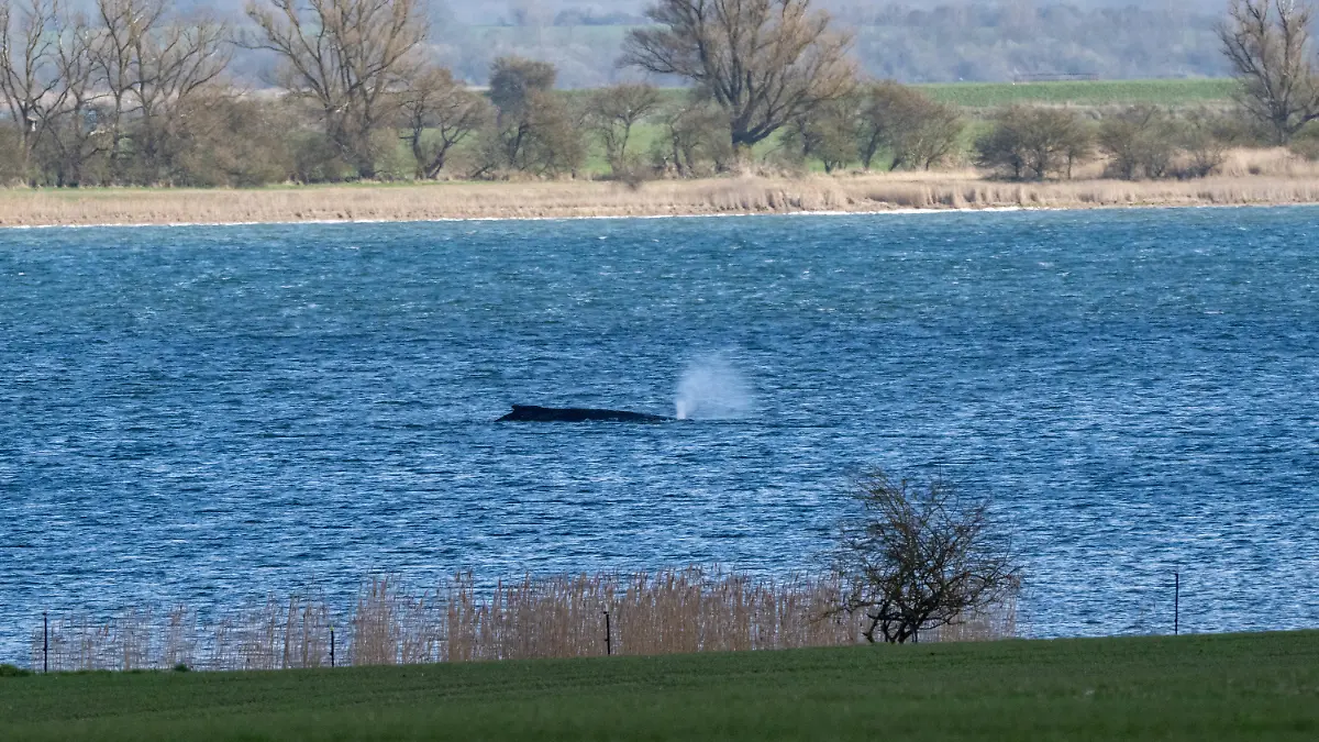 dpatopbilder - 31.03.2026, Mecklenburg-Vorpommern, Insel Poel: Der Buckelwal liegt am Nachmittag noch immer in vor der Insel Poel fest. Foto: Stefan Sauer/dpa +++ dpa-Bildfunk +++