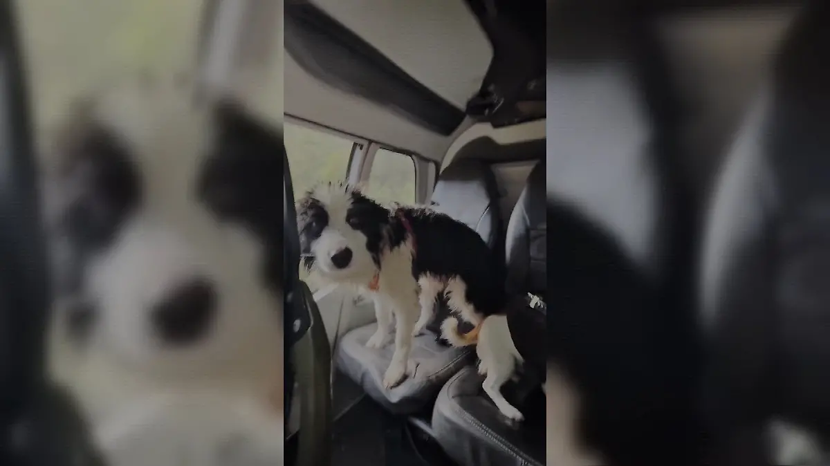 Eine Woche lang irrte Molly allein durch ein abgelegenes Tal in Neuseeland.