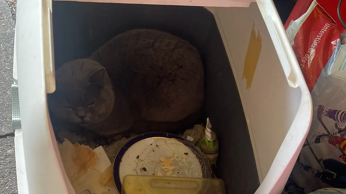 Kater sitzt verängstigt in einem dreckigen Katzenklo zwischen Sperrmüll am Straßenrand