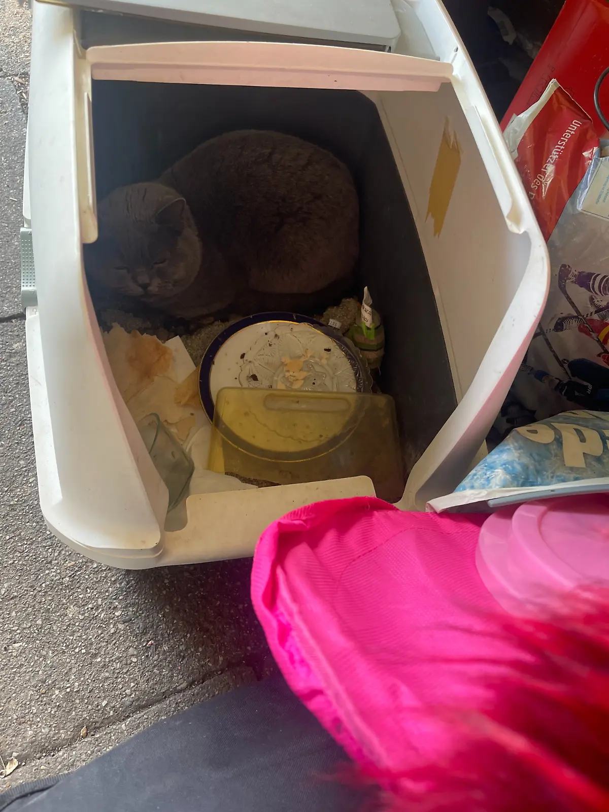 Kater sitzt verängstigt in einem dreckigen Katzenklo zwischen Sperrmüll am Straßenrand