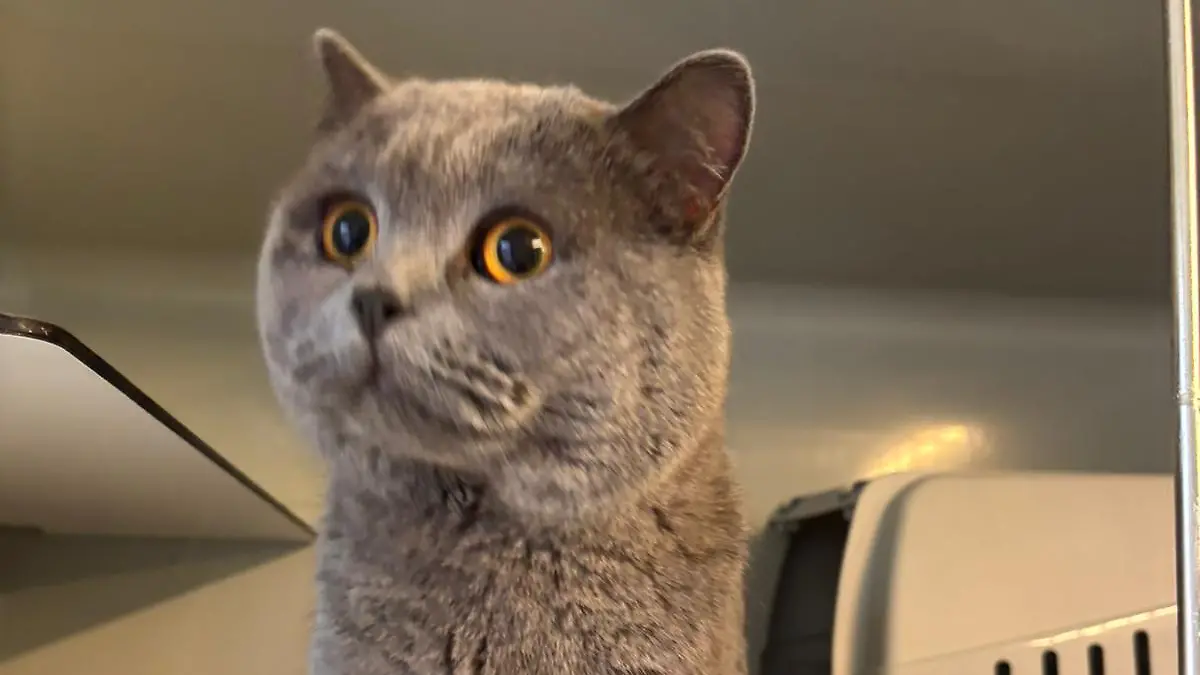 Junger Kater, etwa zwei Jahre alt, wurde am Straßenrand mit Sperrmüll entsorgt