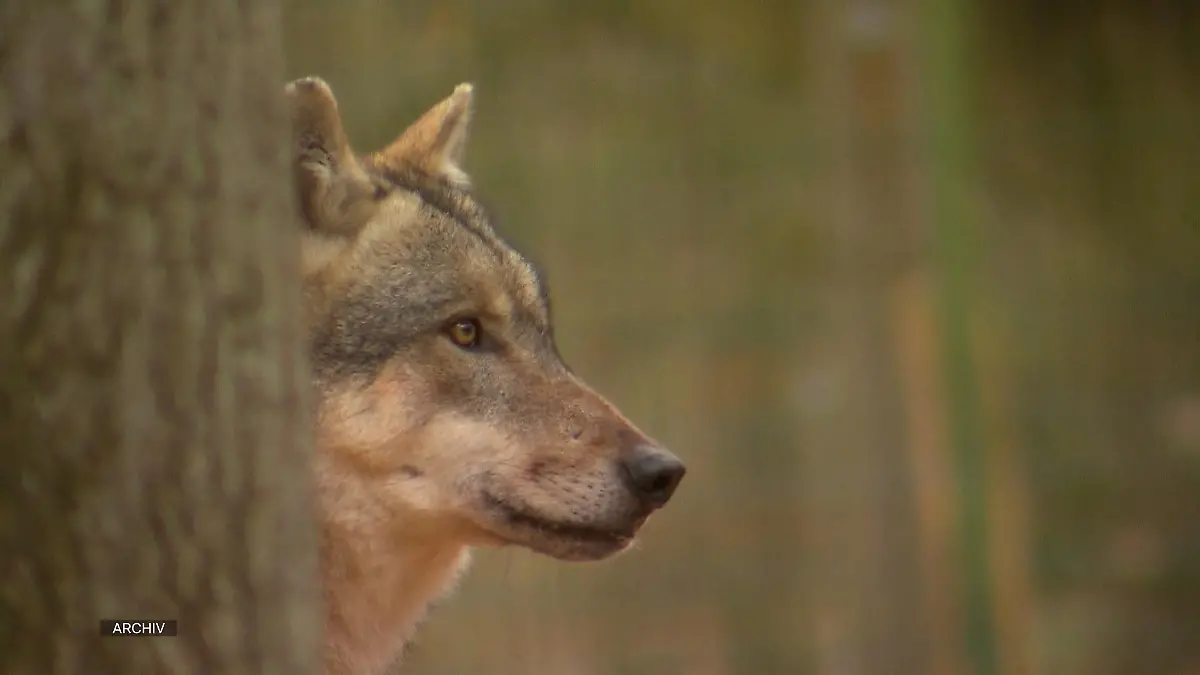 Wolfsangriff - Bald auch NRW passieren? Das sollten Sie wissen