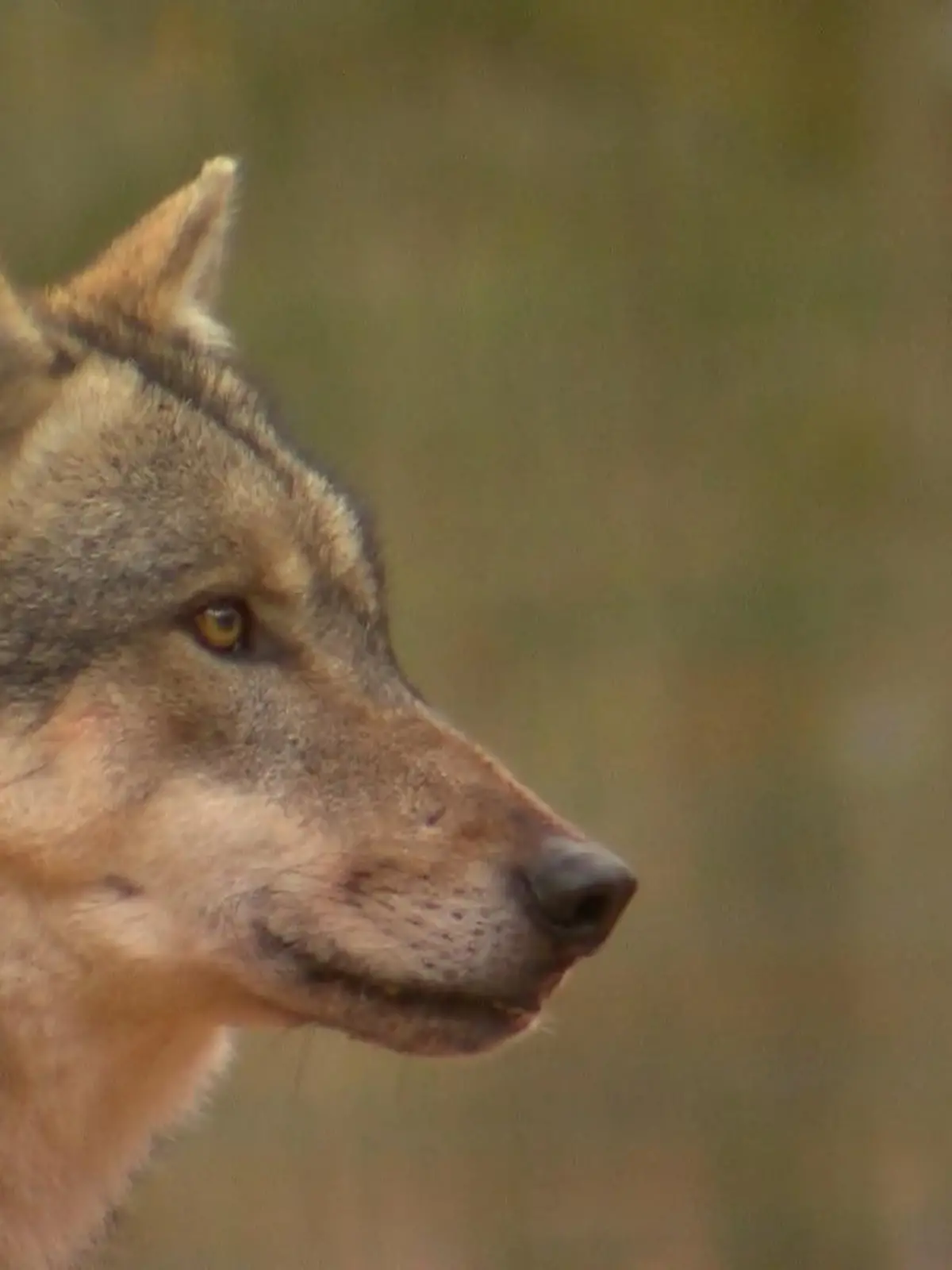 Bild zu: "Wolfsangriff - Bald auch NRW passieren?"