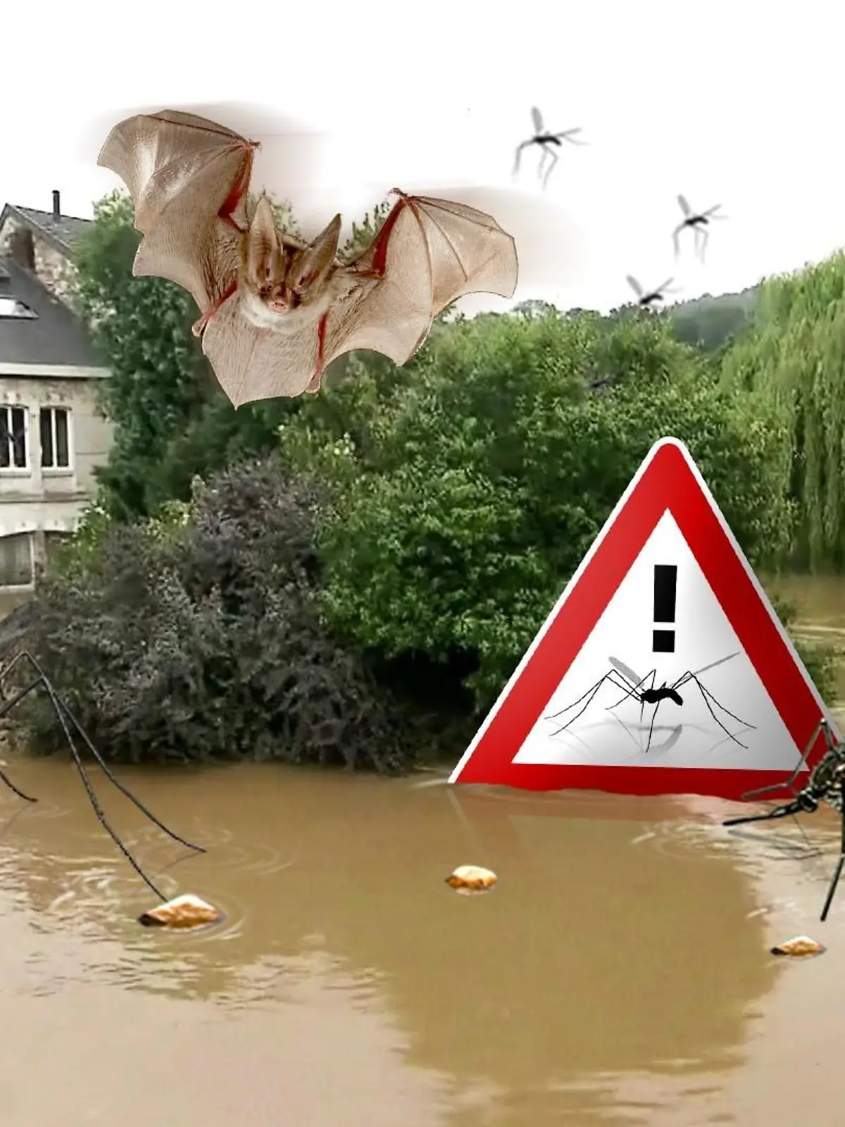 Fledermäuse, Spinnen und Mücken könnten nun kommen