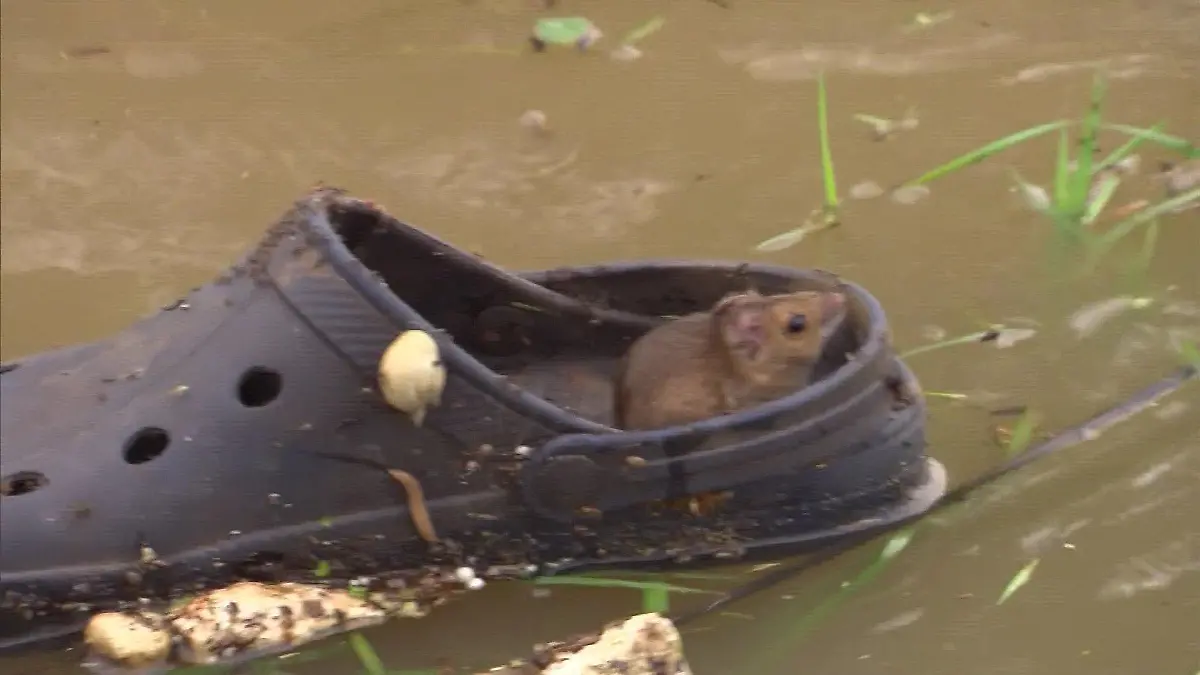 Maus rettet sich in der Flut auf einen Schuh